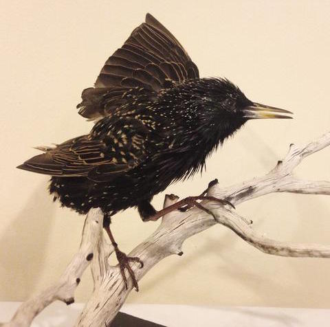 Image from Preytaxidermy.com