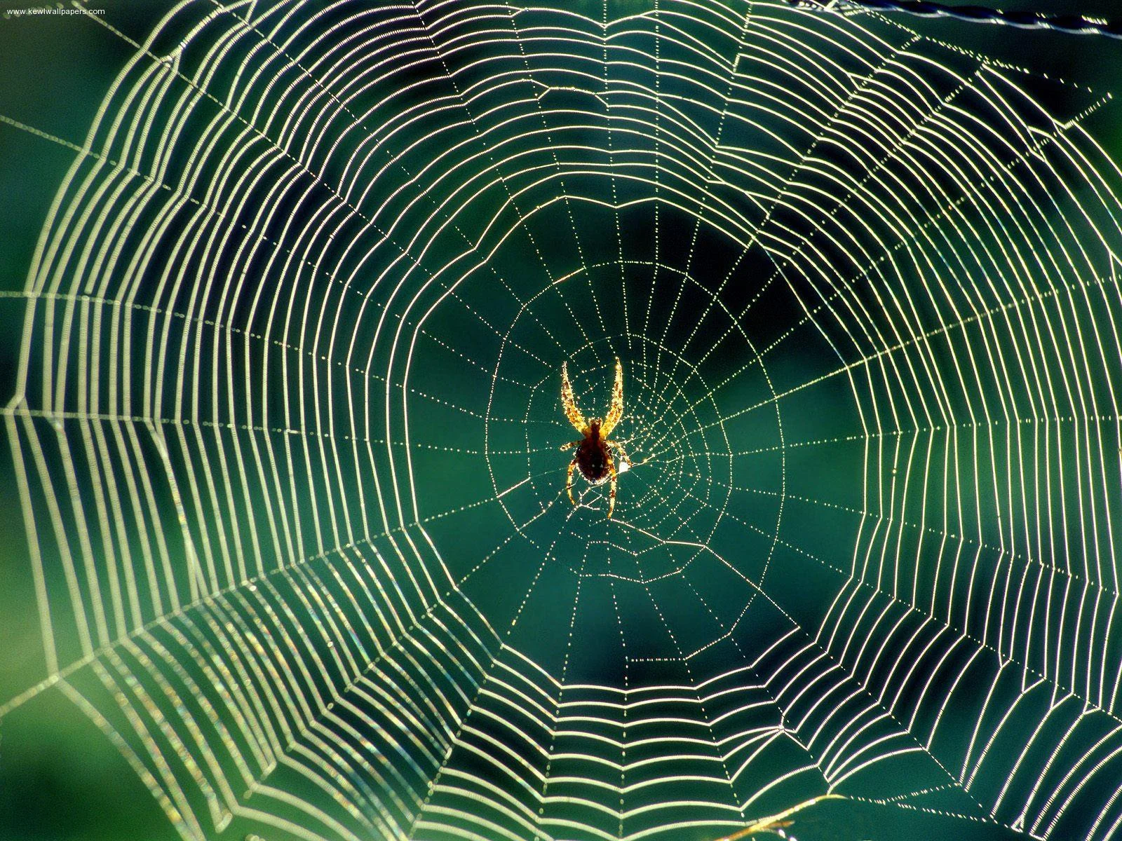 spider-web-1.jpg