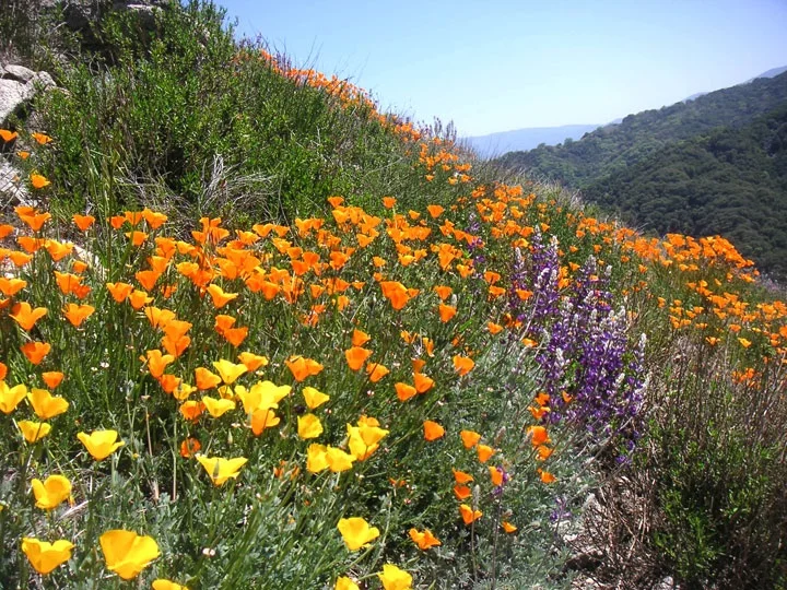 Native-Plant-pic.jpg