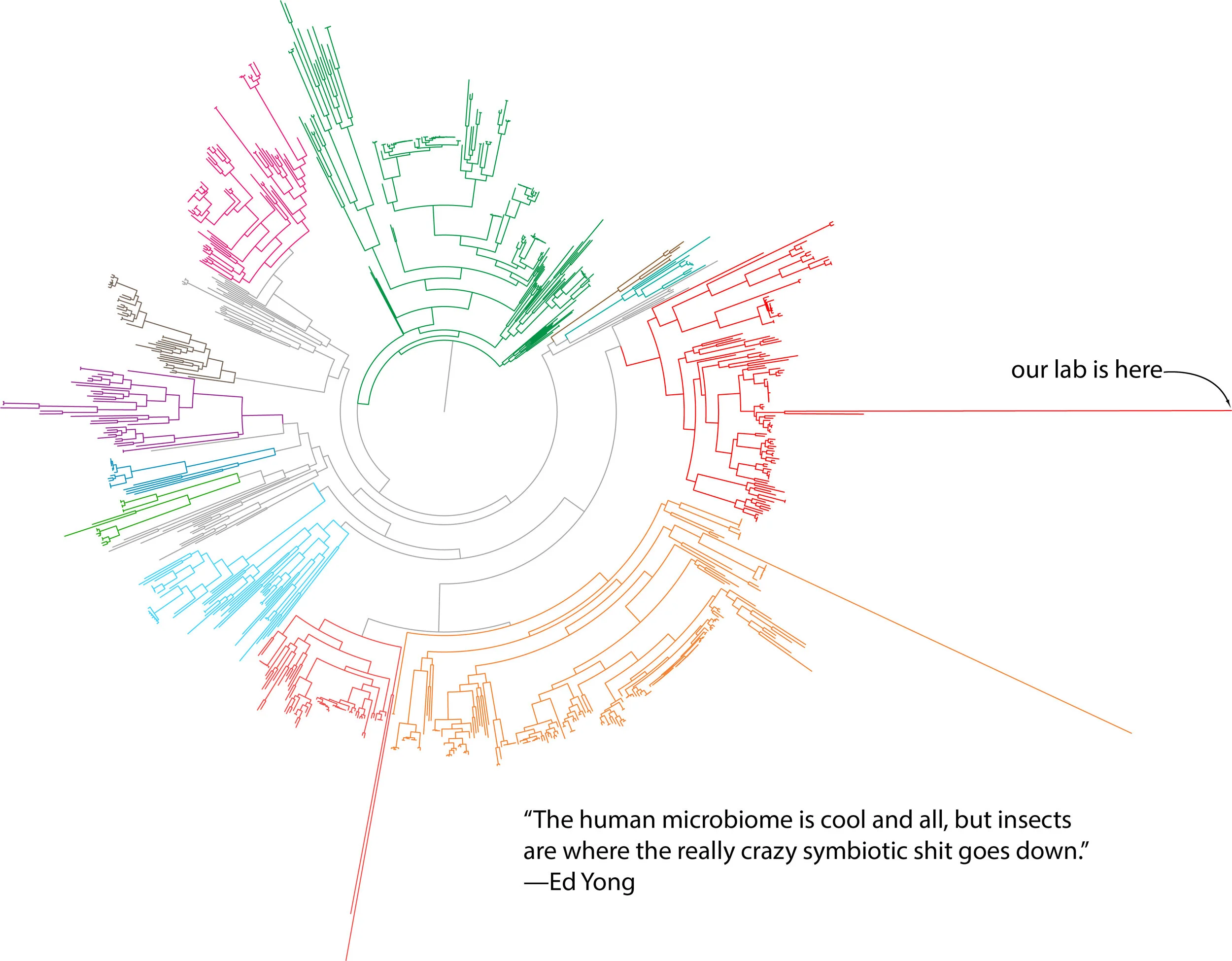 A phylogenetic tree of bacteria, with colors representing various major phyla. The extremely long branches are the bacterial endosymbionts of insects—the bacteria with the smallest genomes, the fastest rates of evolution, and the most dependency on their hosts. (Image adapted from McCutcheon JP and Moran NA. 2012. Extreme genome reduction in symbiotic bacteria. Nature Reviews Microbiology 10:13-26. The Ed Yong quote is awesome, 100% correct, and is from Twitter, 18 May 2015.)