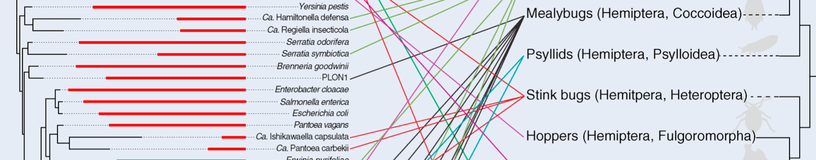 The tangled web of insects and their gammaproteobacterial partners.