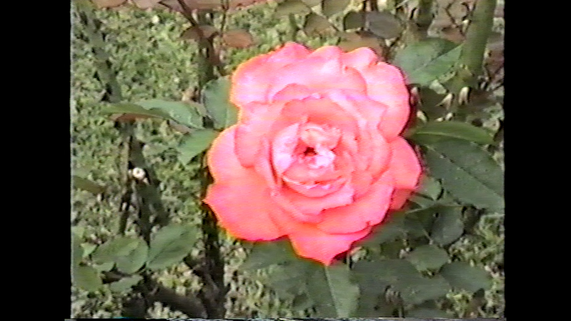 Estelas_still_10.jpg