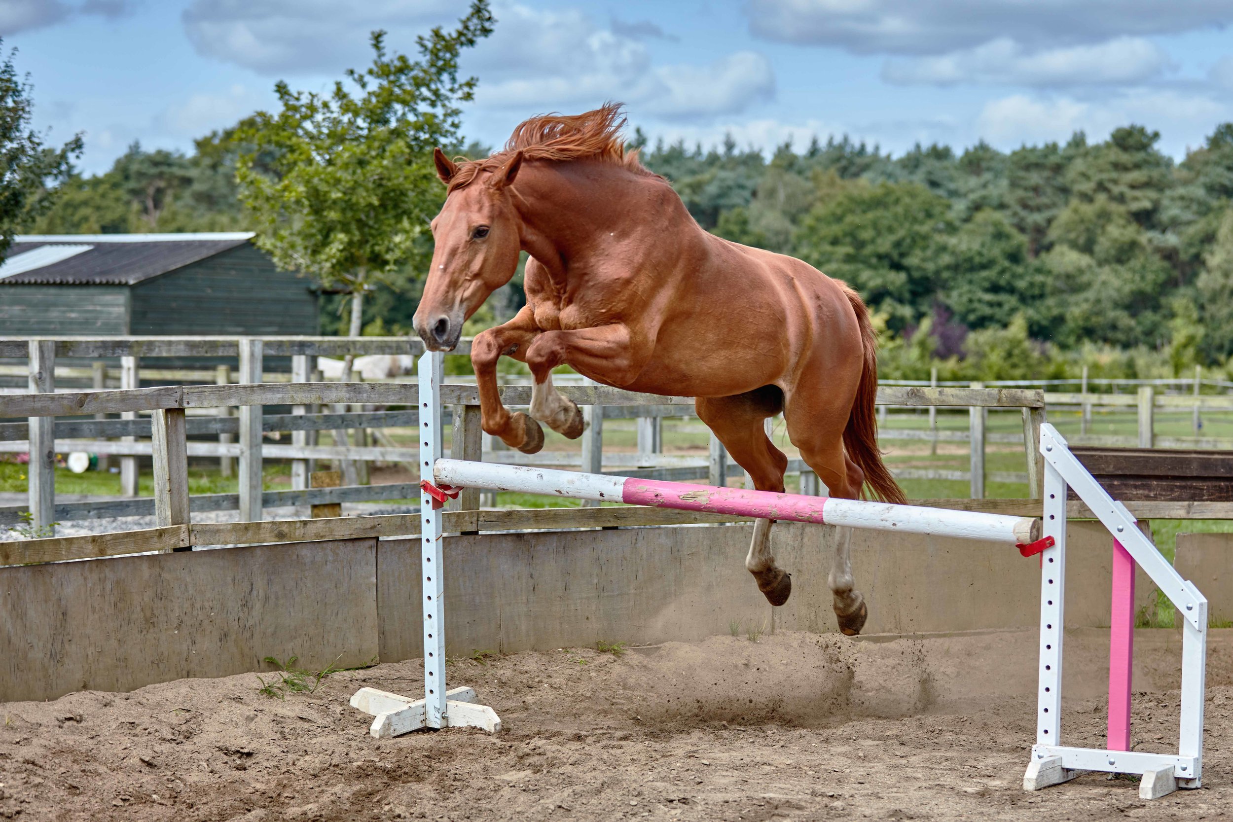 Equestrian Photography