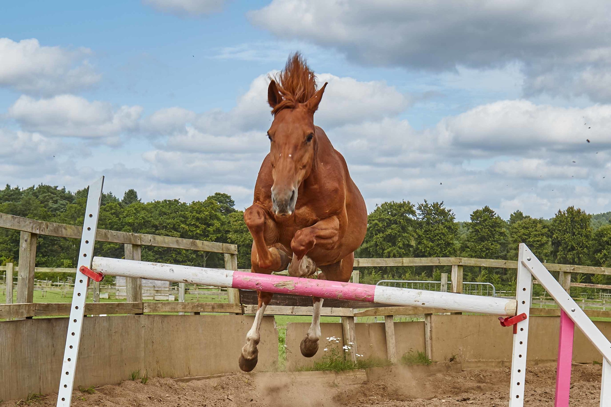 Equestrian Photography