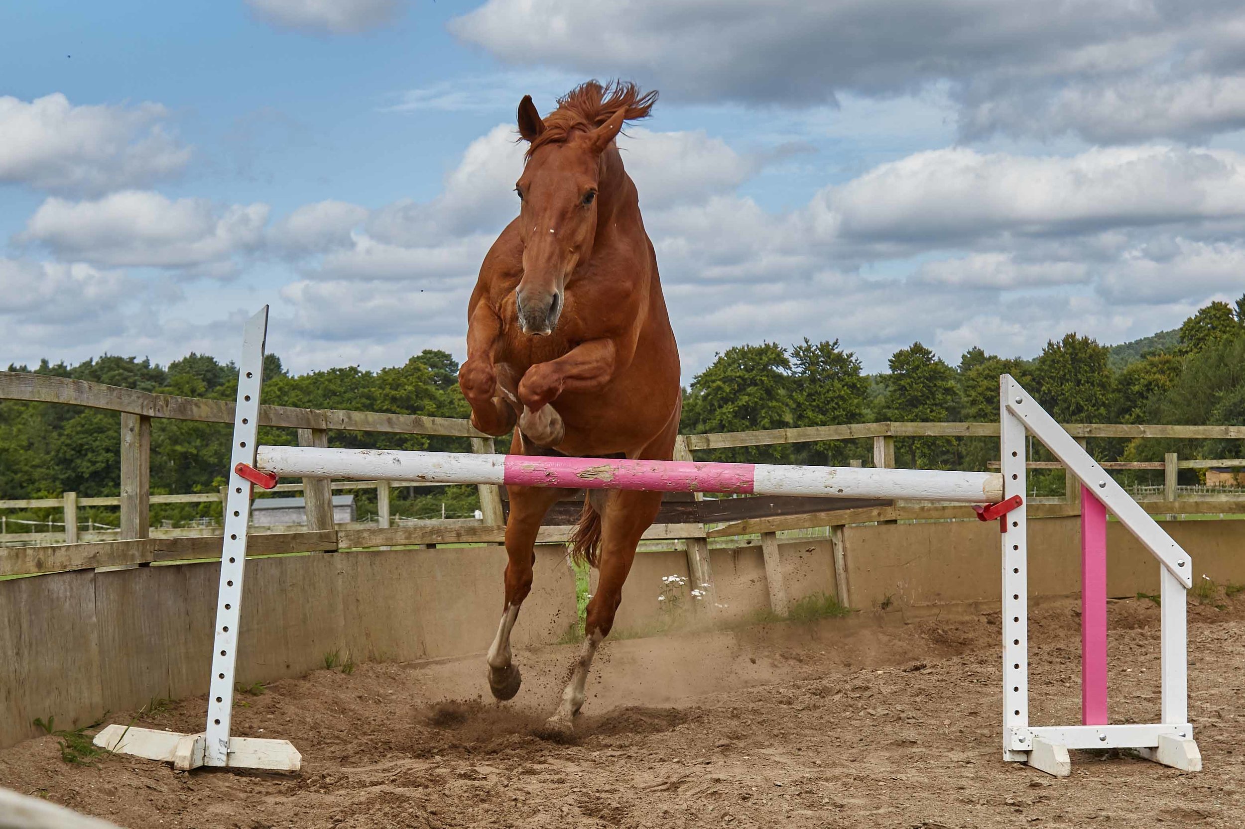 Equestrian Photography