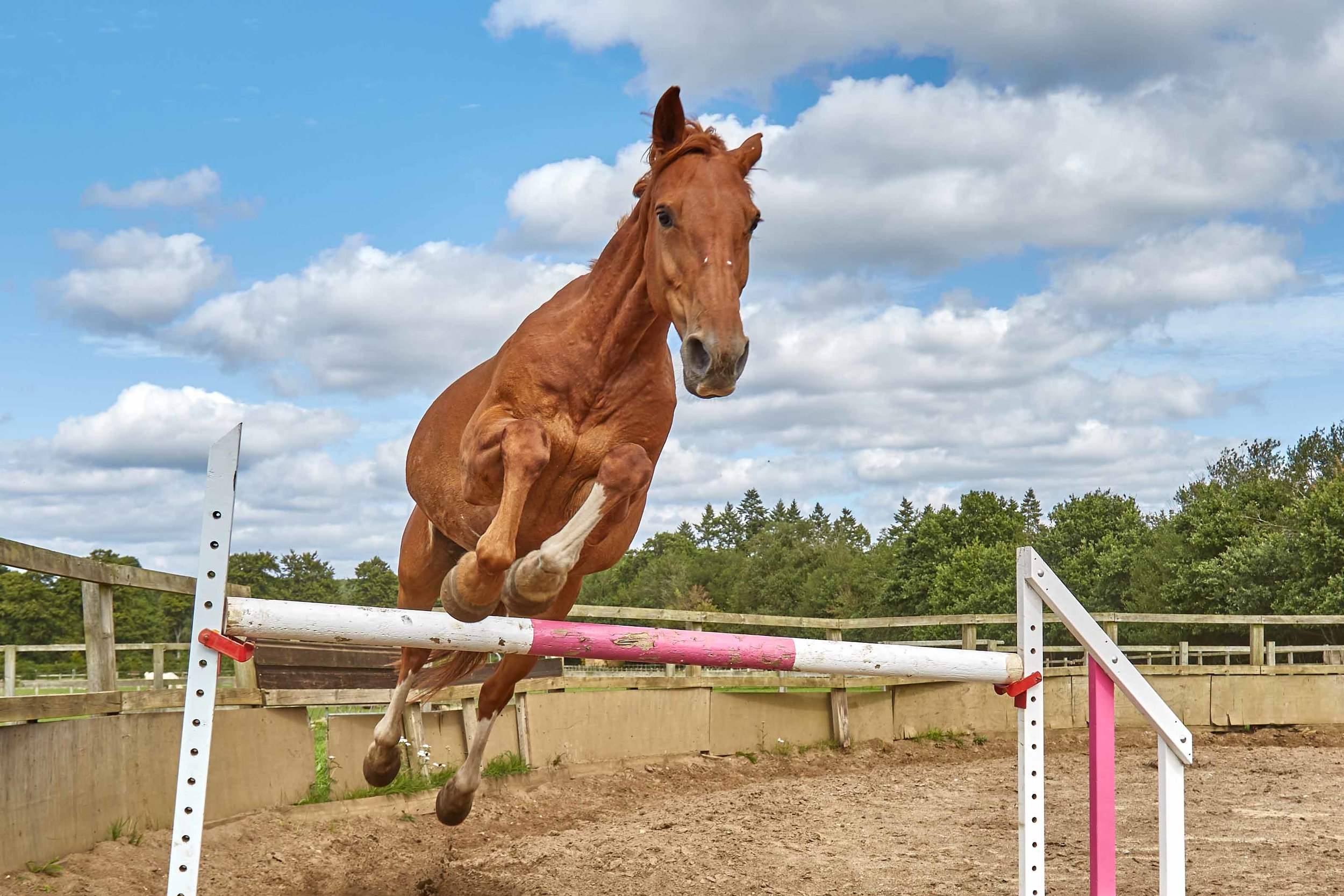 Equestrian Photography