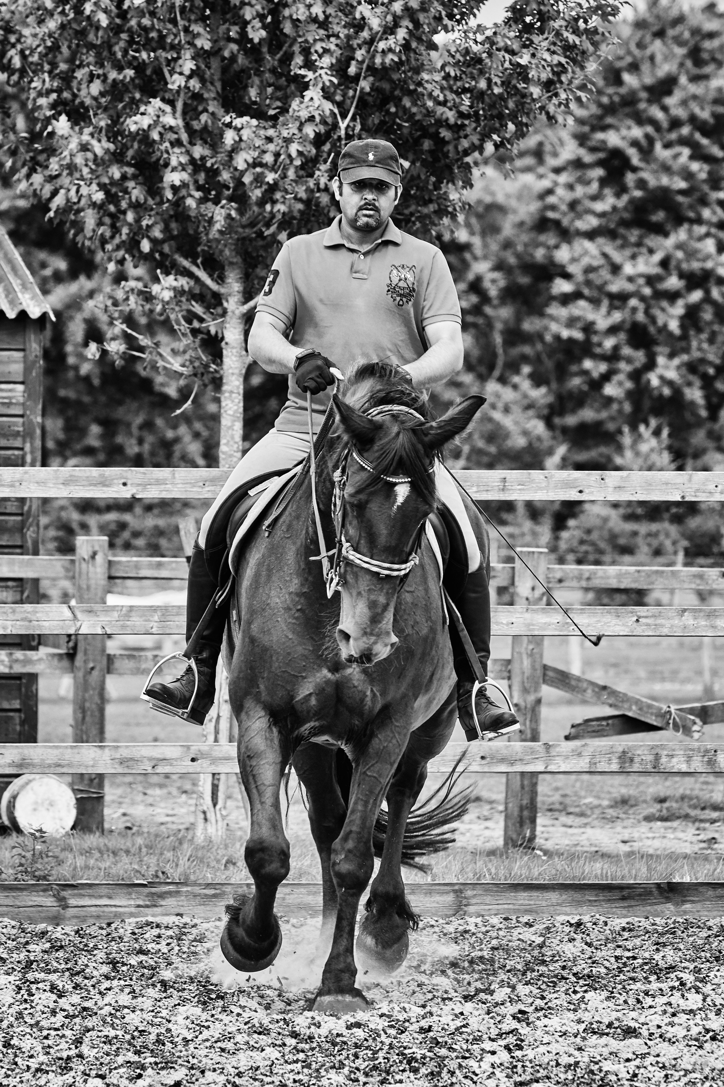 Equestrian Photography