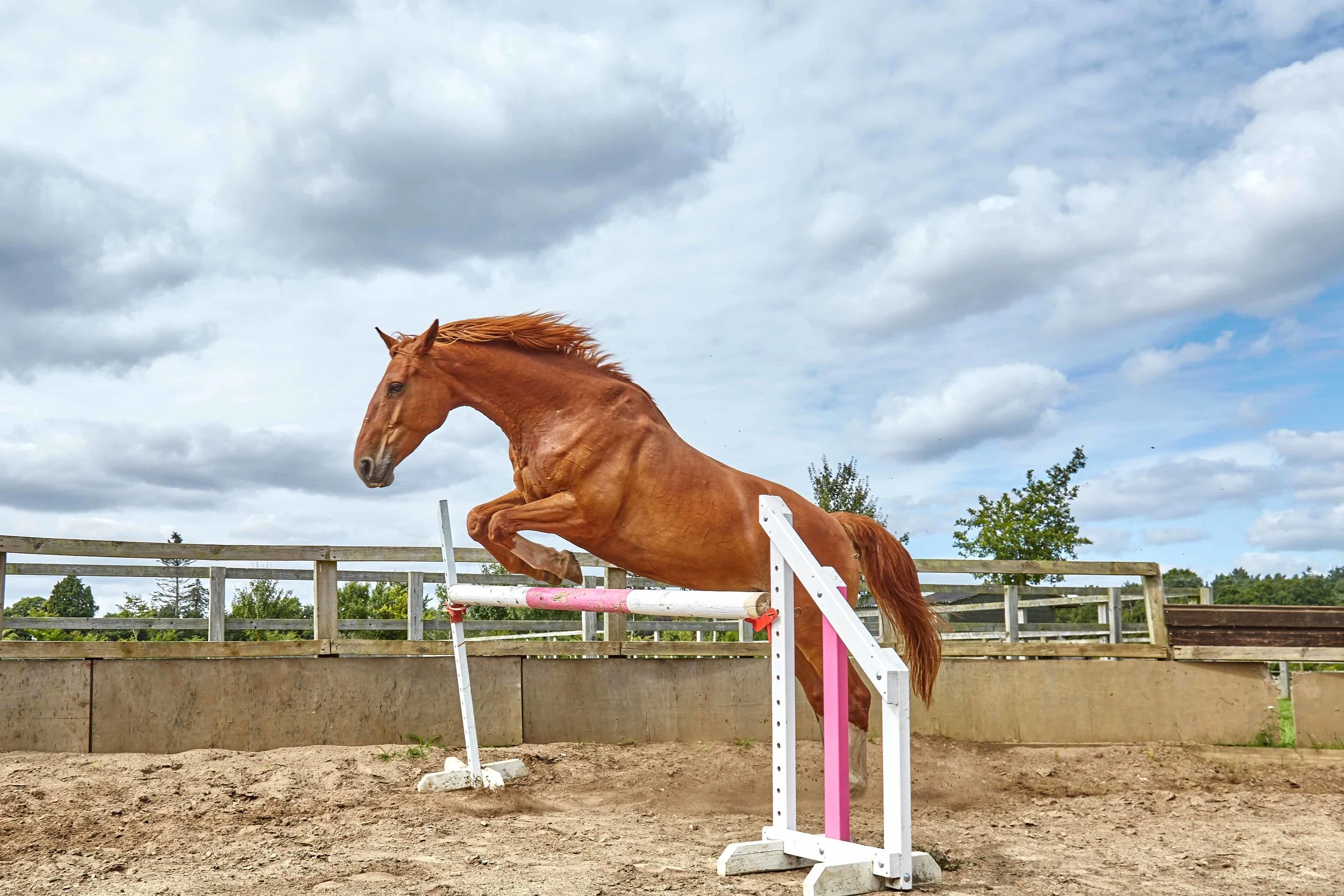Horse Jumps like Concord 
