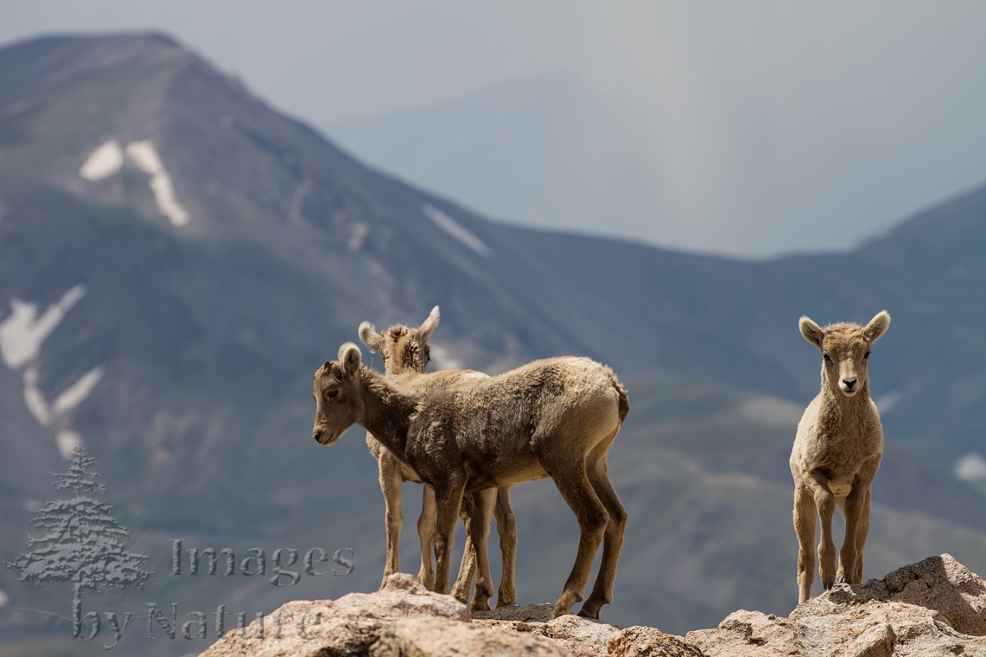 Animal_Sheep_Bighorn_MtEvans_CO_031.jpg
