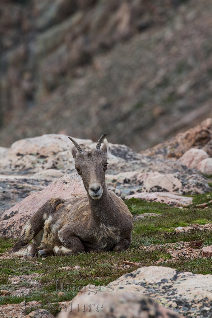 Animal_Sheep_Bighorn_MtEvans_CO_033.jpg