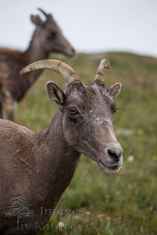 Bighorn Sheep