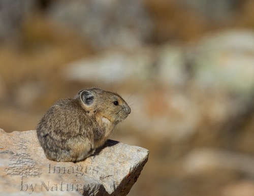 Pika