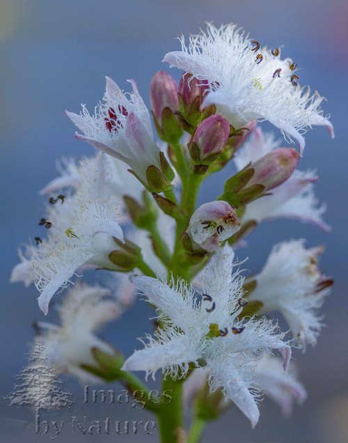 Water Plants