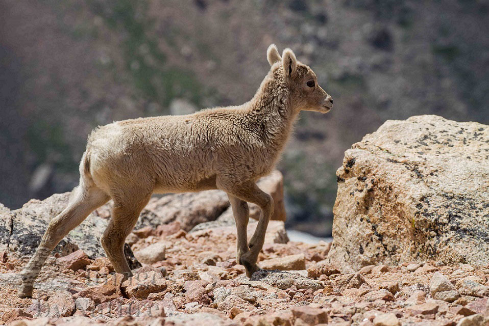 Animal_Sheep_Bighorn_MtEvans_CO_018-Edit.jpg