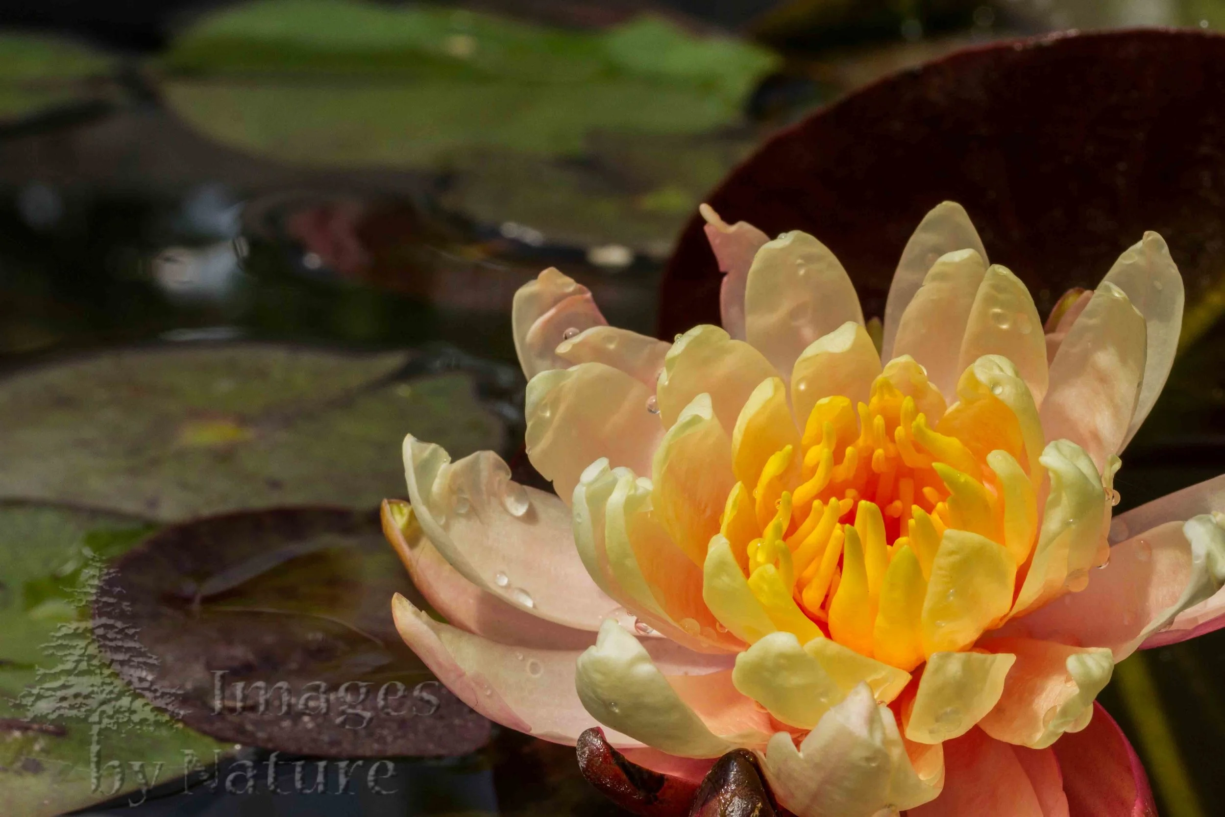 Flower_WaterLily_Sioux_WatersEdge_CO_03.jpg