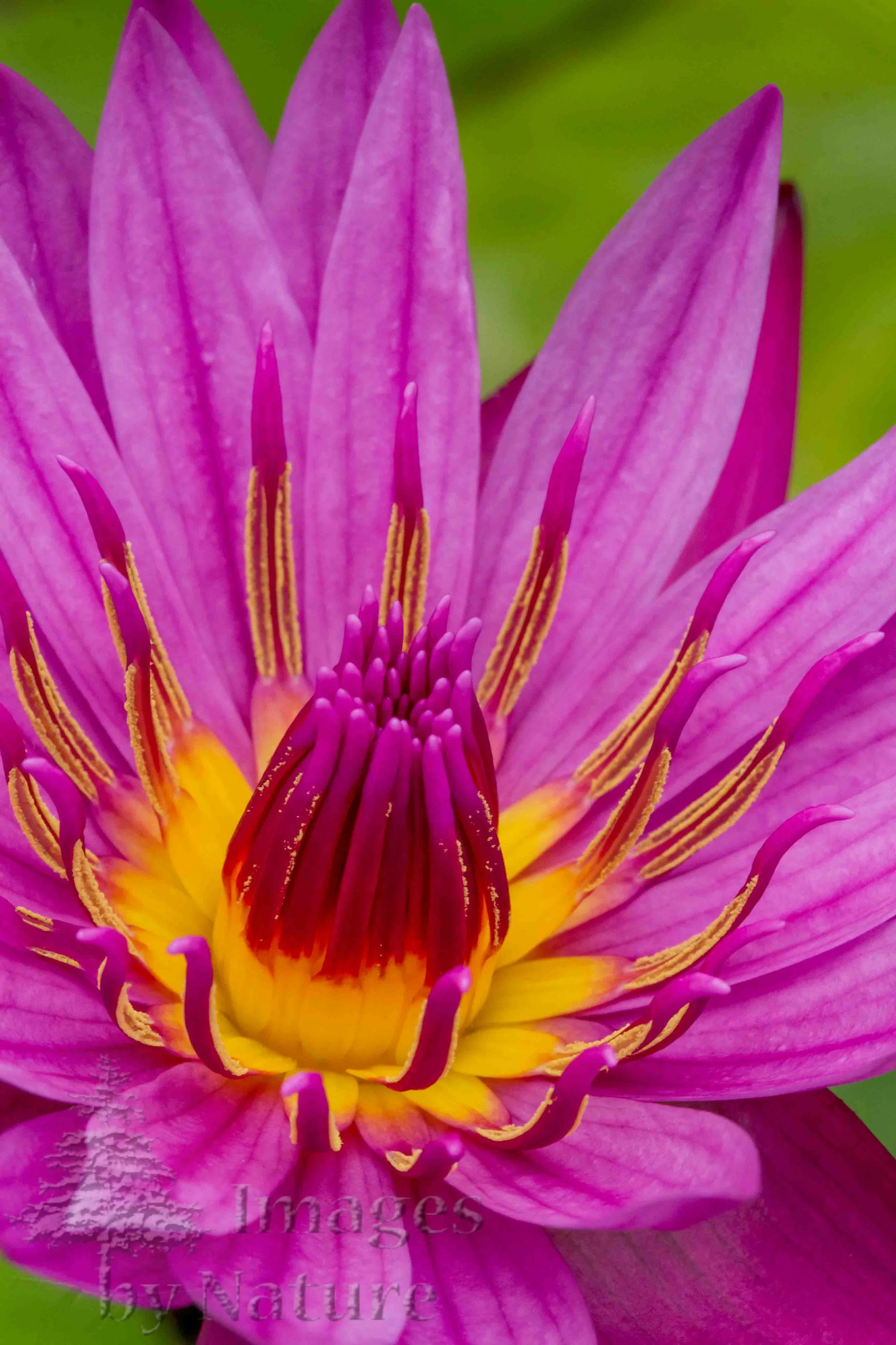 Flower_WaterLily_JackWood_WatersEdge_CO_07.jpg