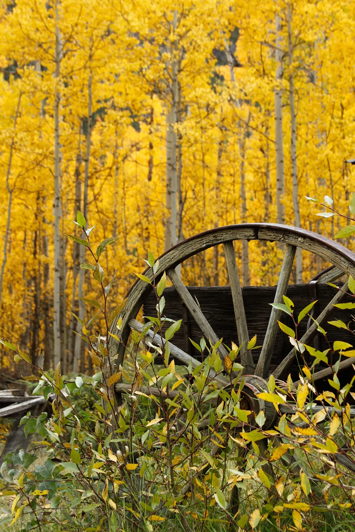 Landscape_Historical_Fall_Vicksburg_CO_07.jpg