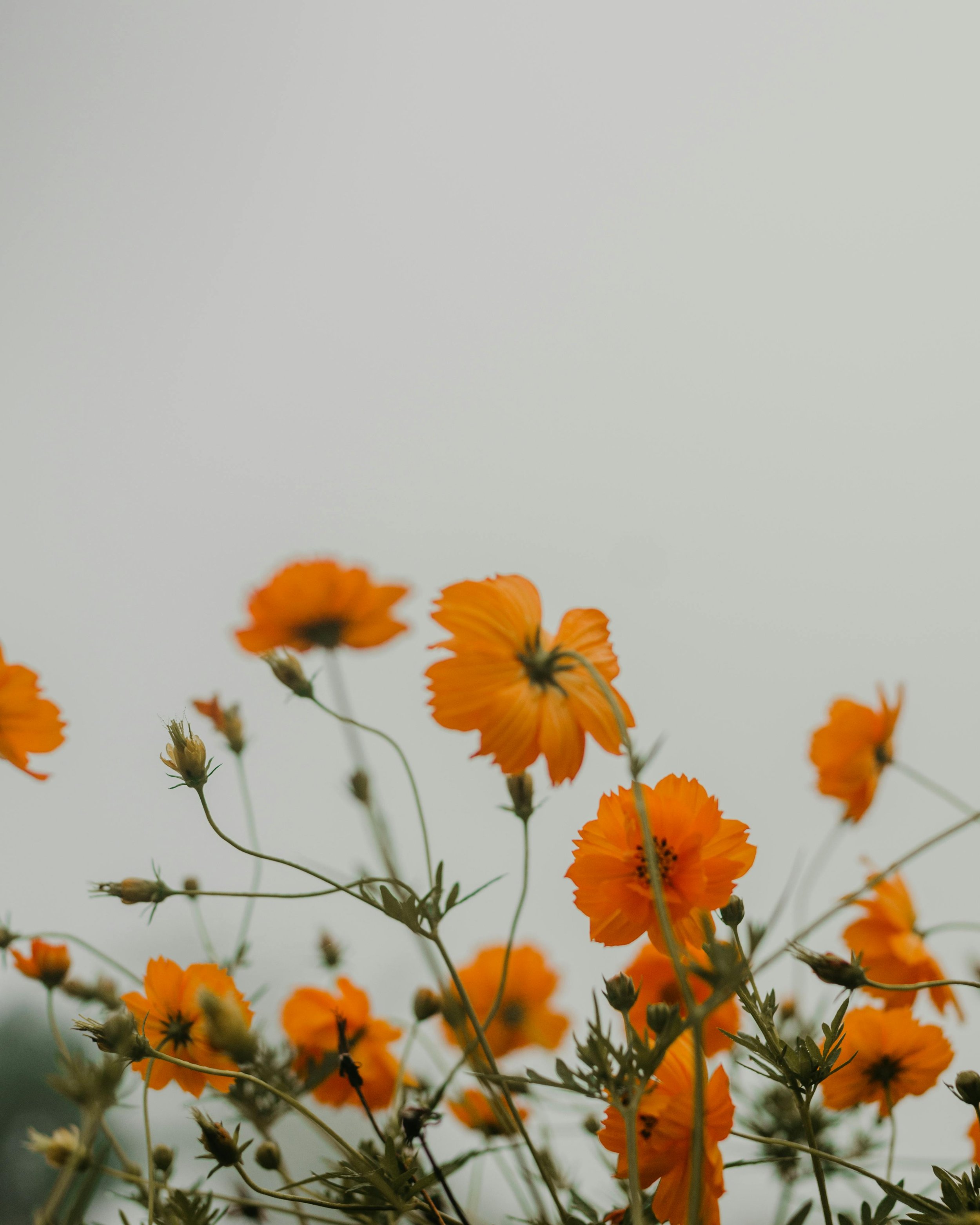 pexels-robertforevr-10370851.jpg