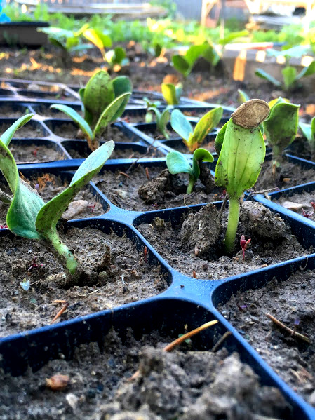 Pumpkin Seedlings