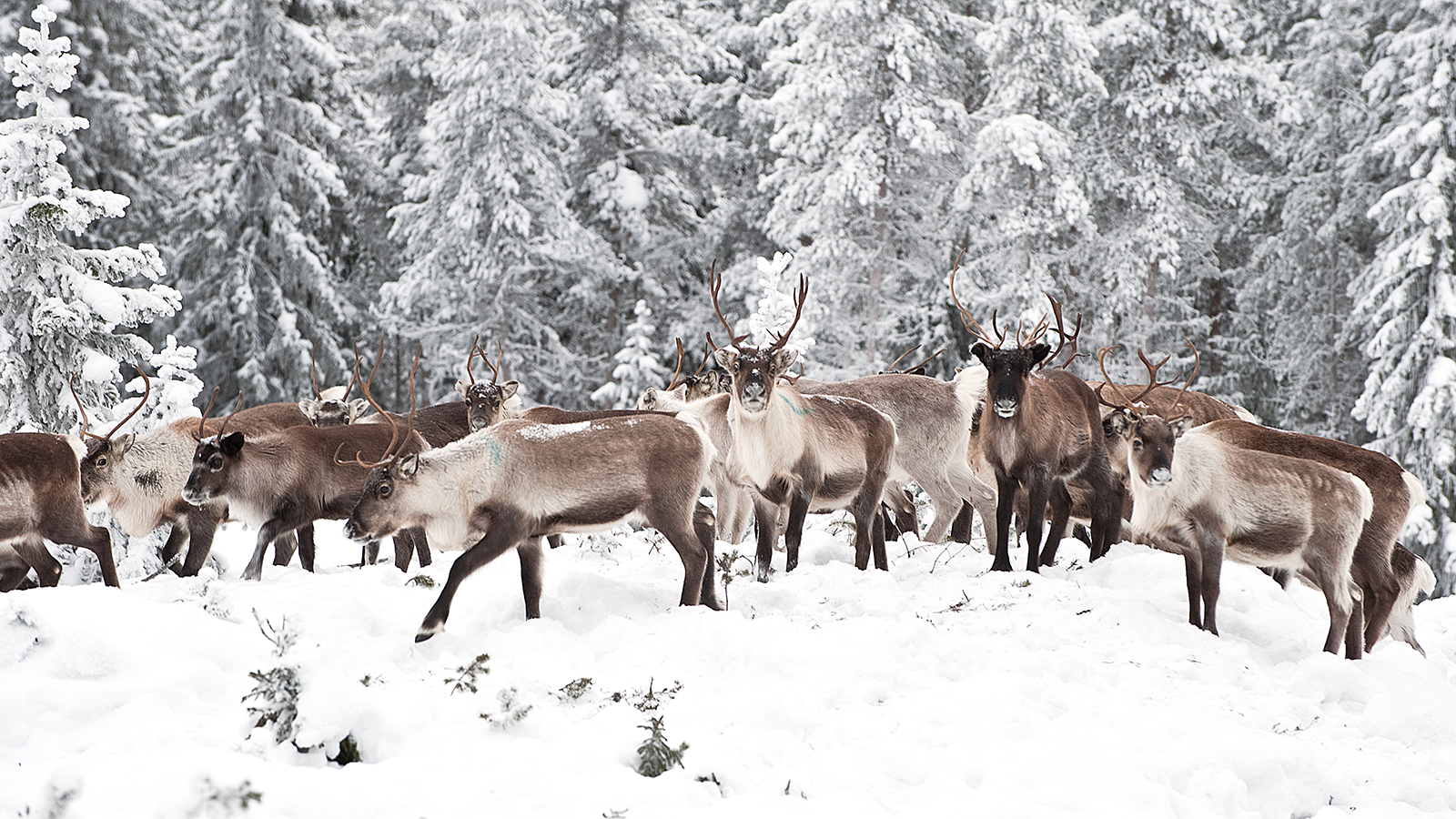http://kids.nationalgeographic.com/animals/caribou/