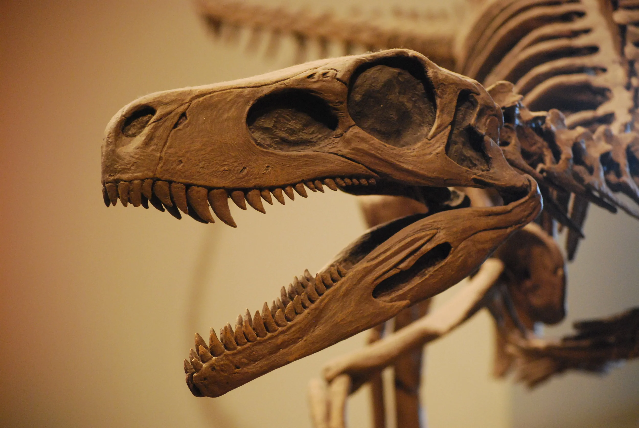 UtahRaptorSkull.jpg