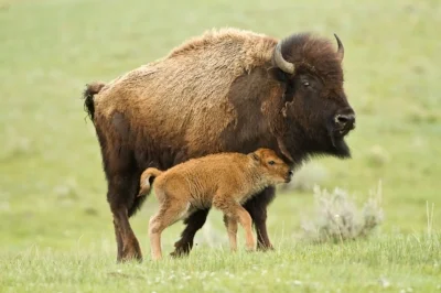 Bison.jpg