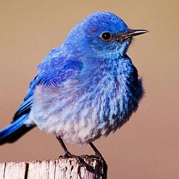 Mountain Blue Bird.jpg