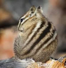 How Chipmunk Got His Stripes — ScouterLife