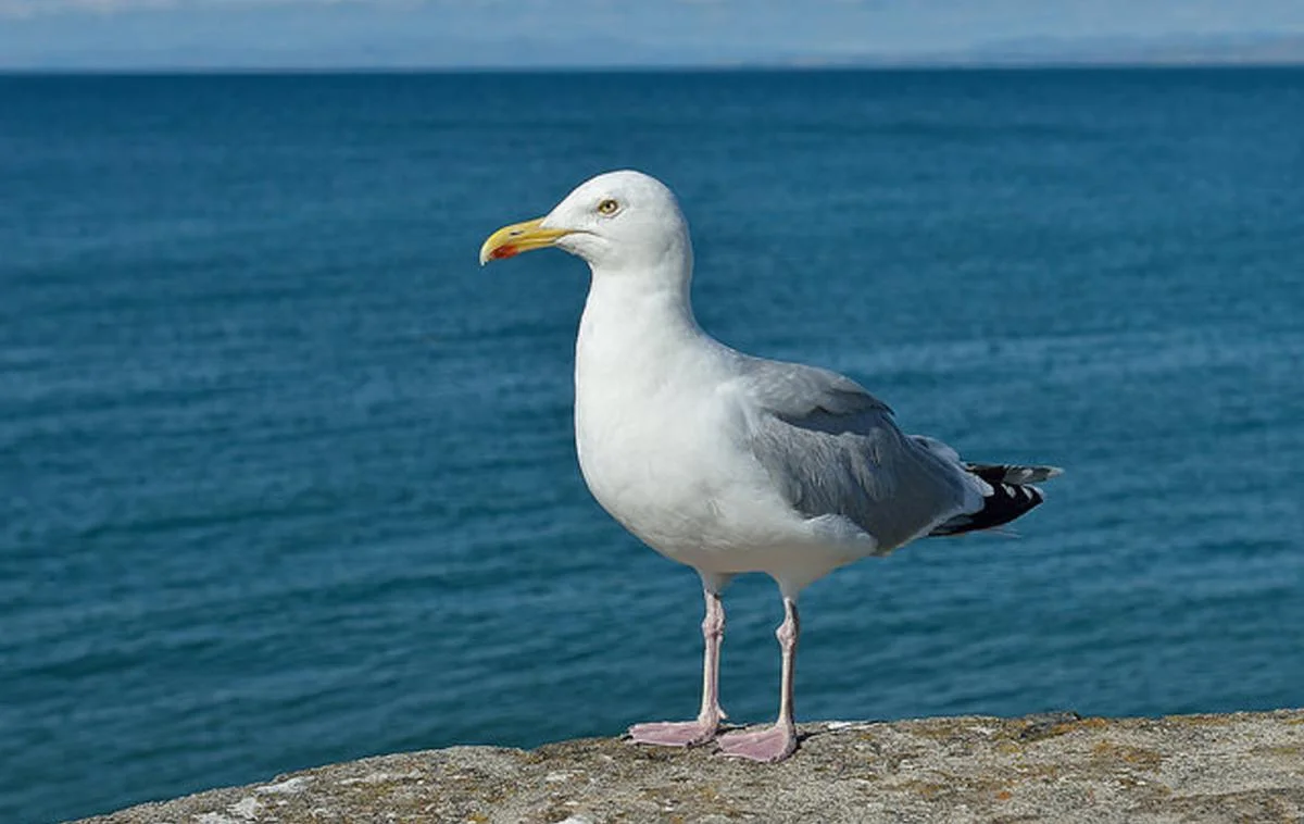 Seagull.jpg