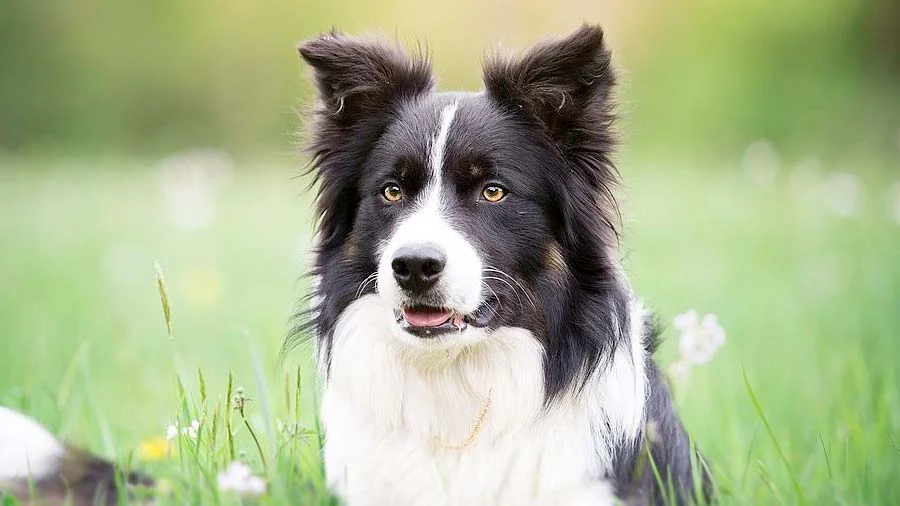 First Dog Story