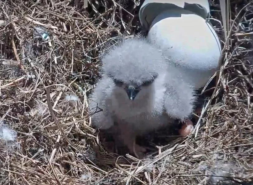 Eaglet.jpg
