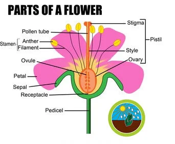 Part of Flowering Plants