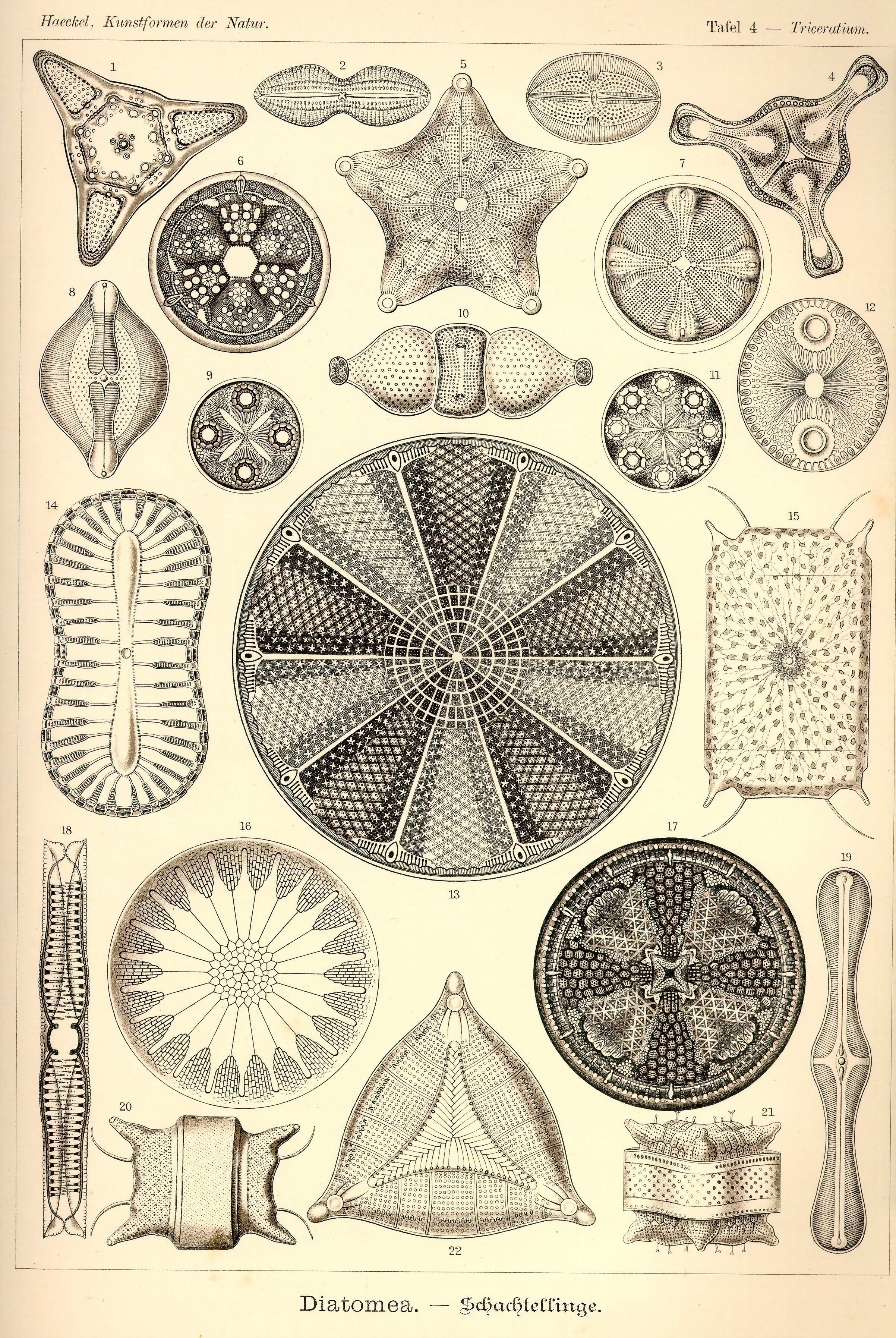Haeckel_Kunstformen_Page_026.jpg