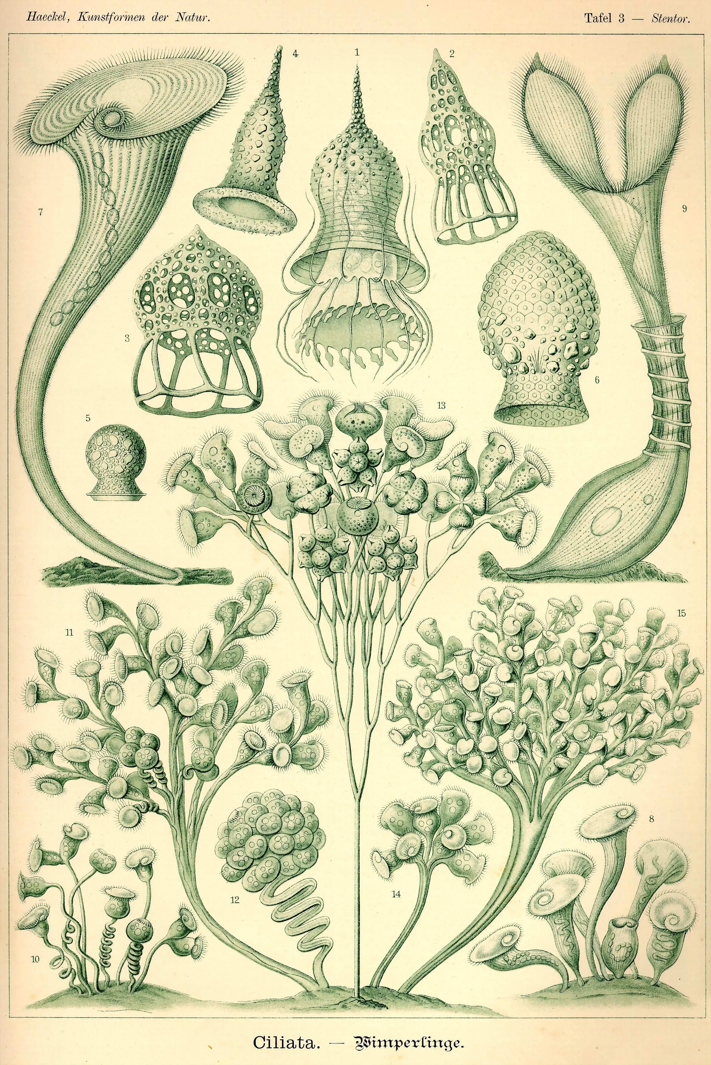 Haeckel_Kunstformen_Page_023.jpg