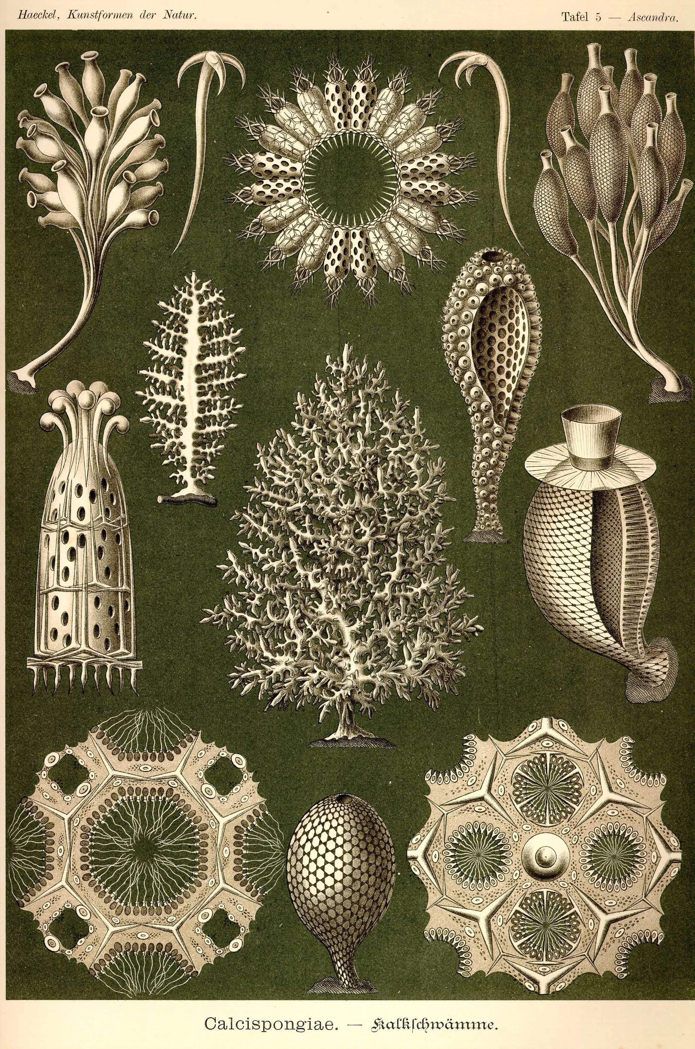 Haeckel_Kunstformen_Page_028.jpg