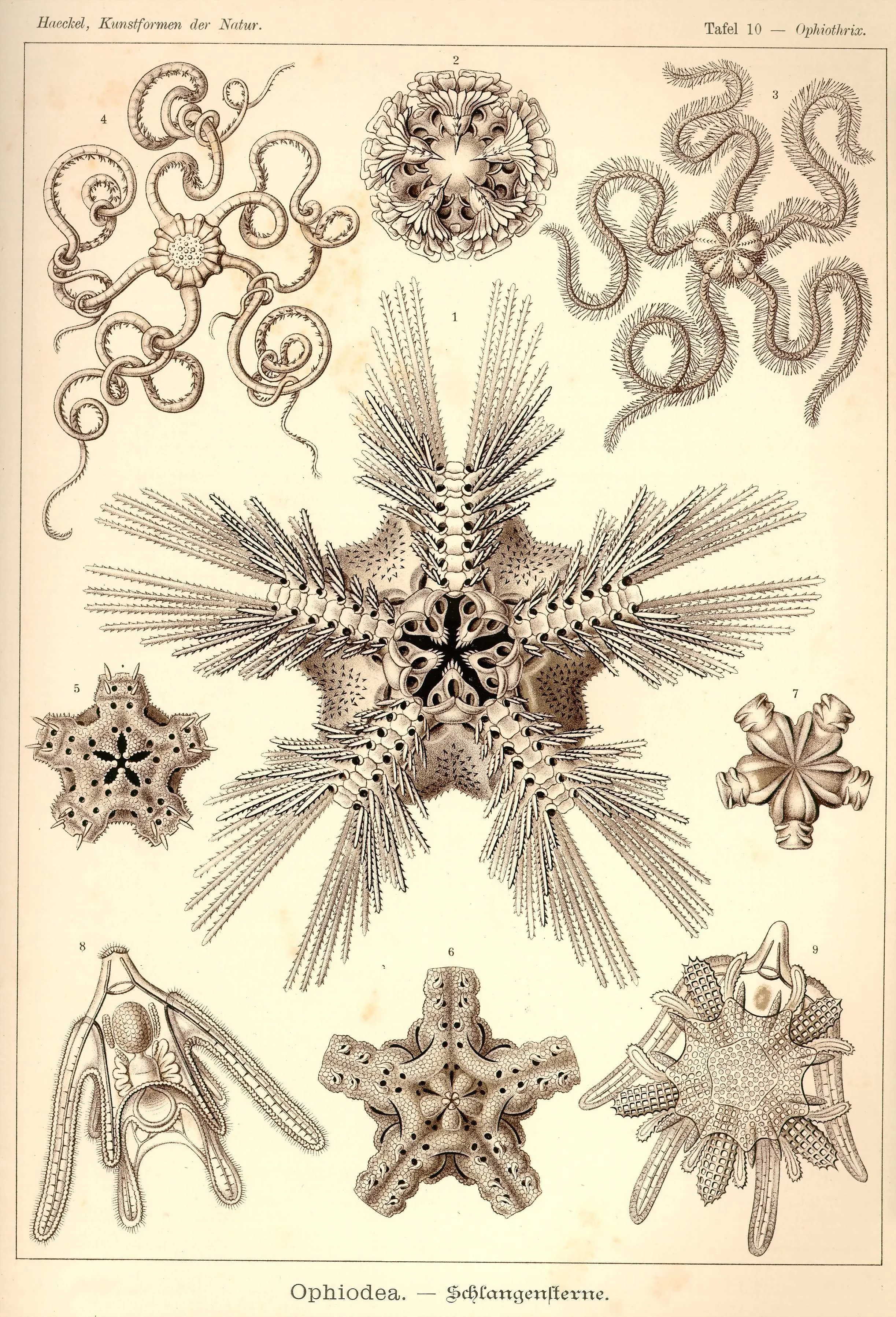 Haeckel_Kunstformen_Page_045.jpg