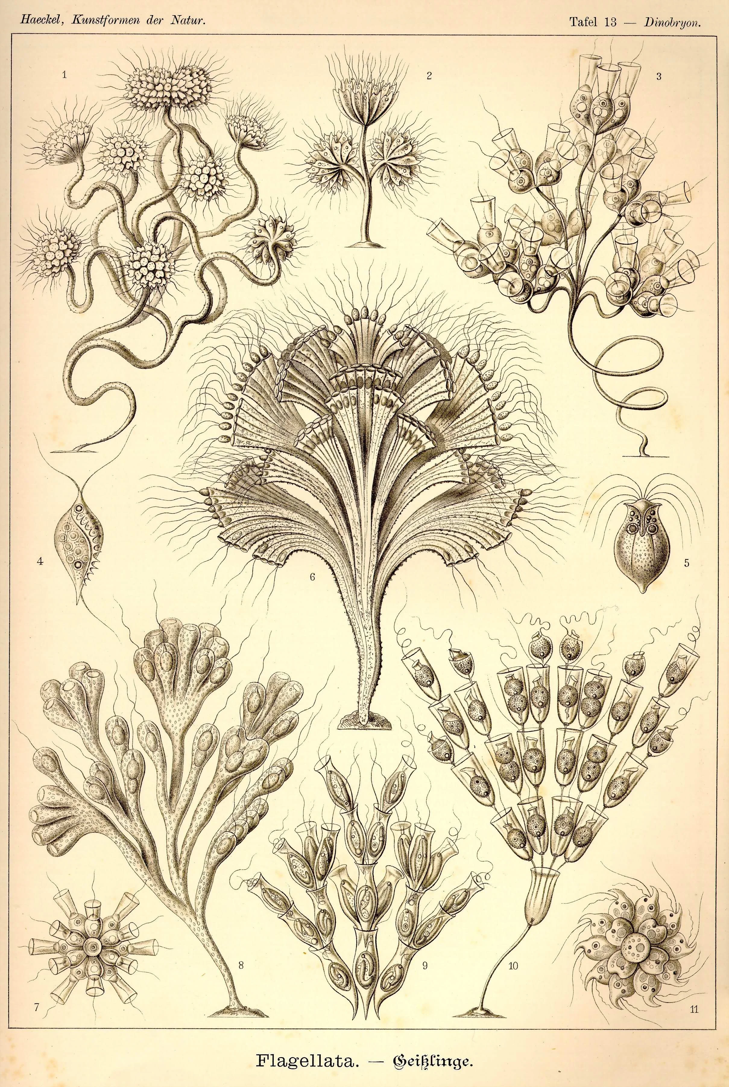 Haeckel_Kunstformen_Page_054.jpg