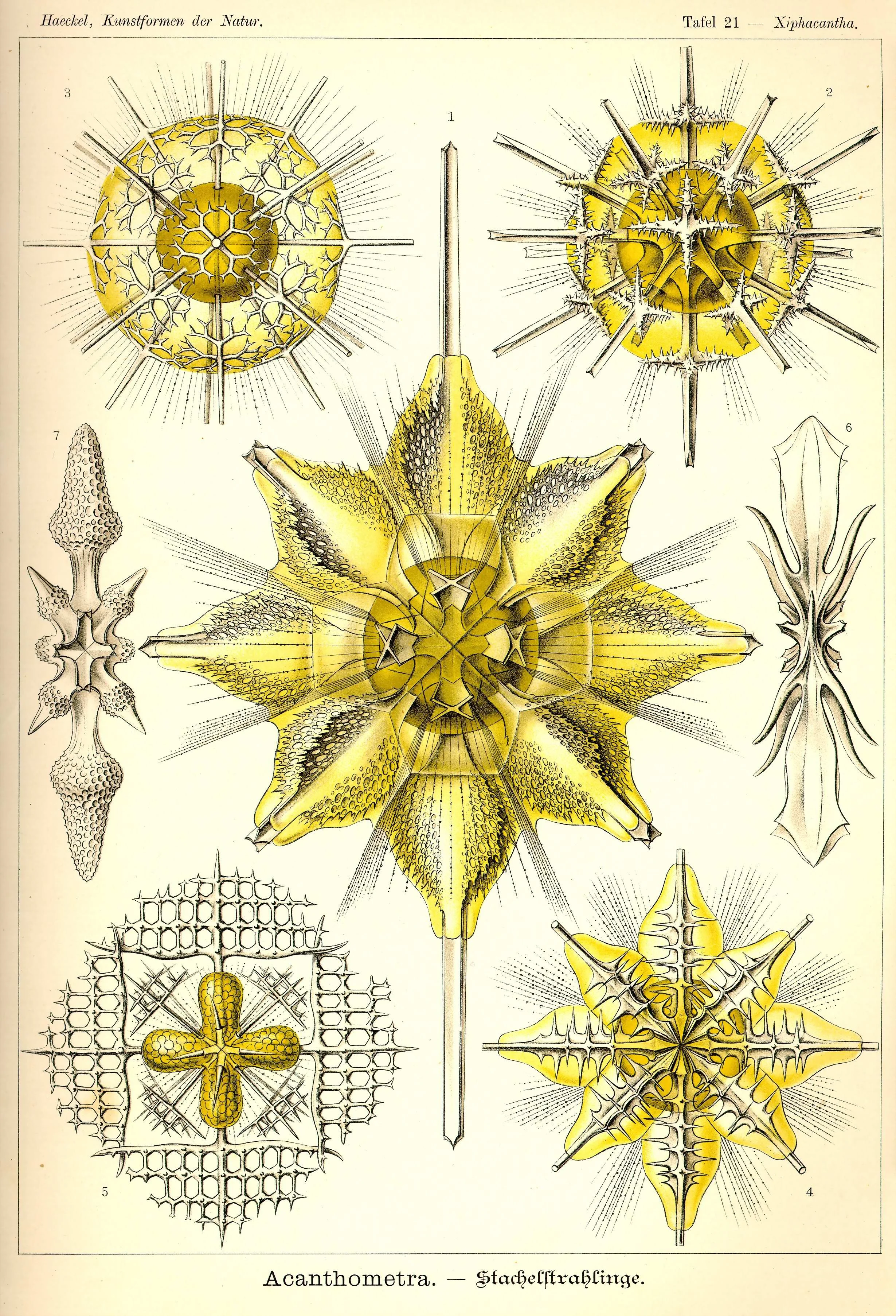 Haeckel_Kunstformen_Page_076.jpg