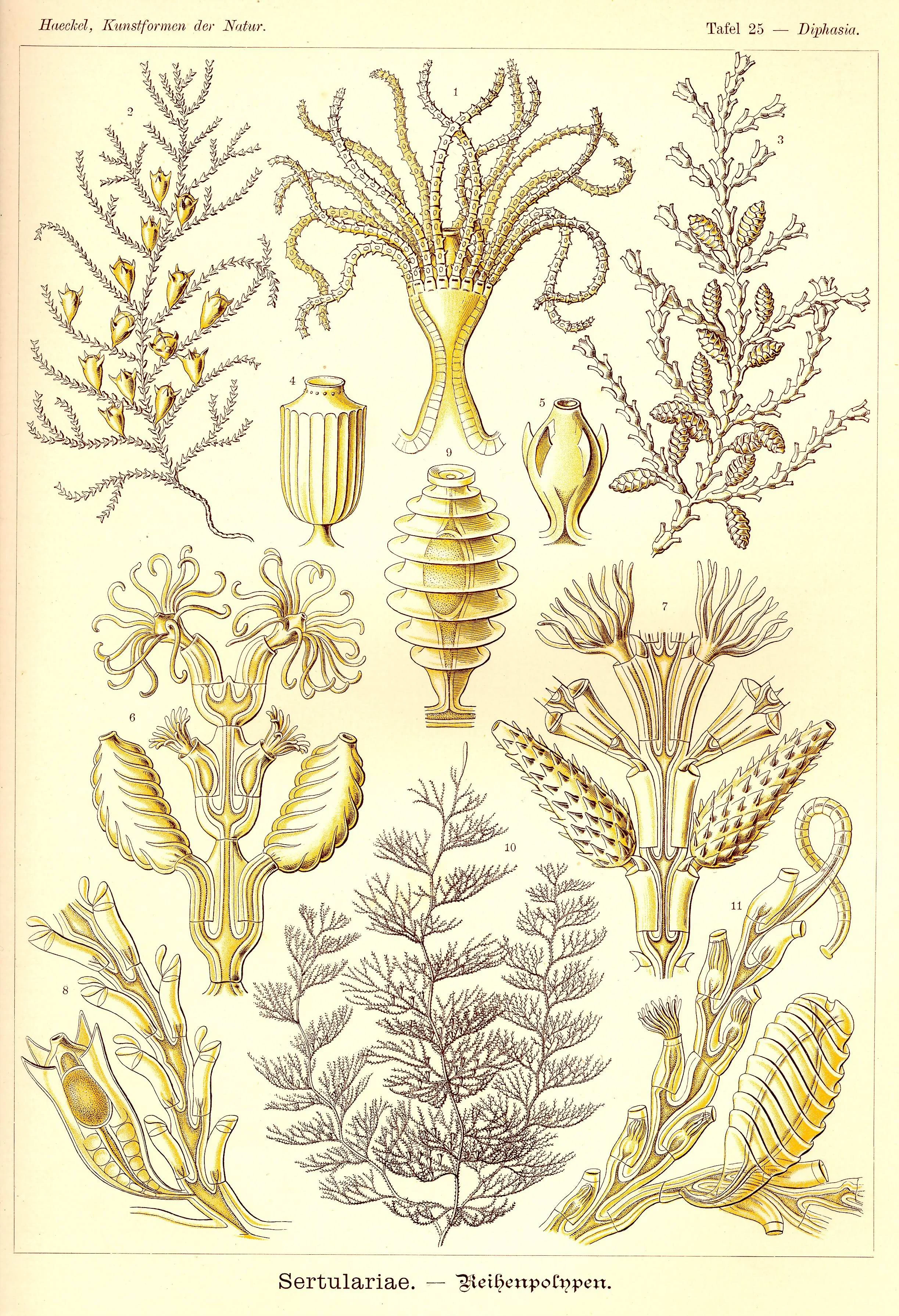 Haeckel_Kunstformen_Page_088.jpg