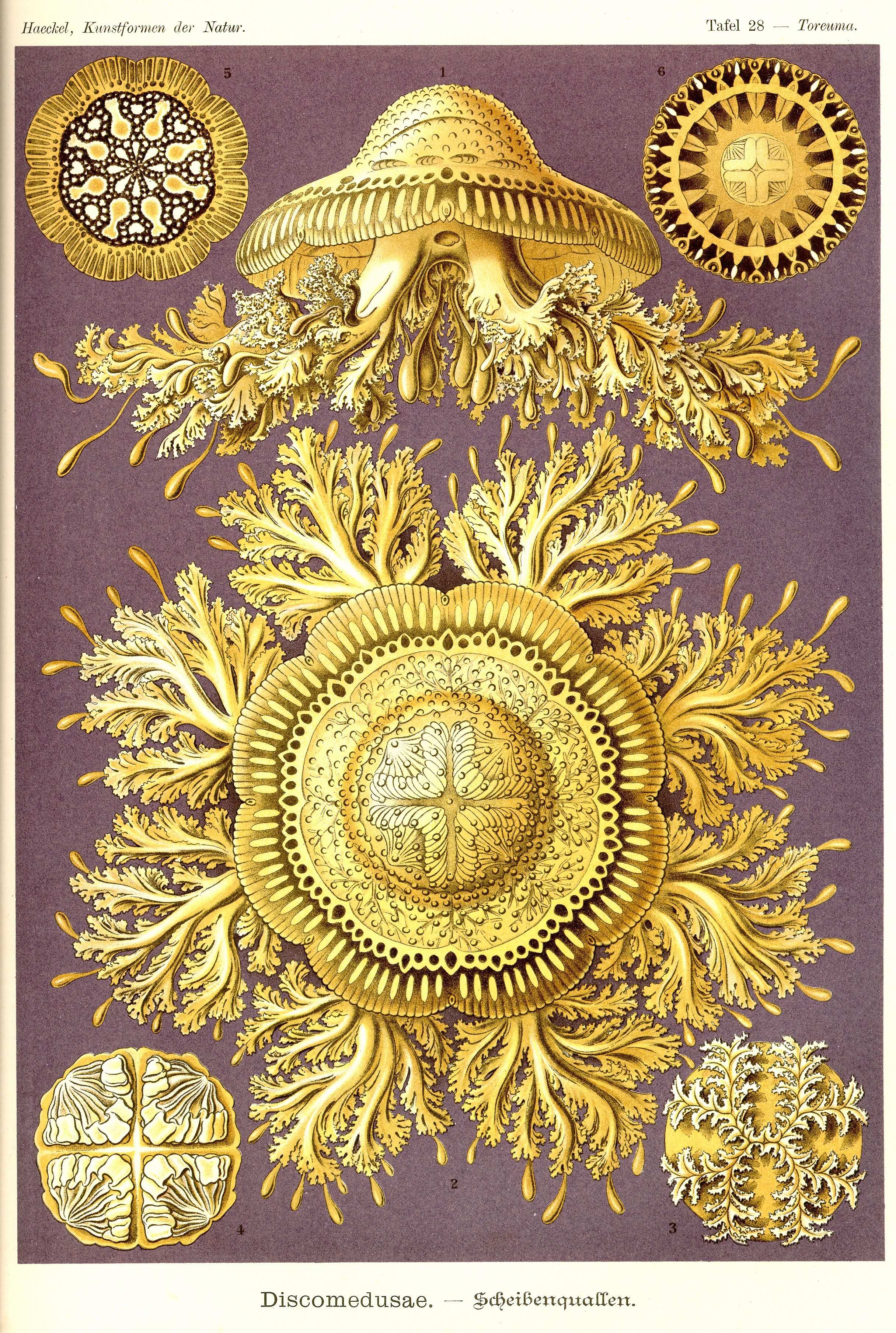 Haeckel_Kunstformen_Page_097.jpg