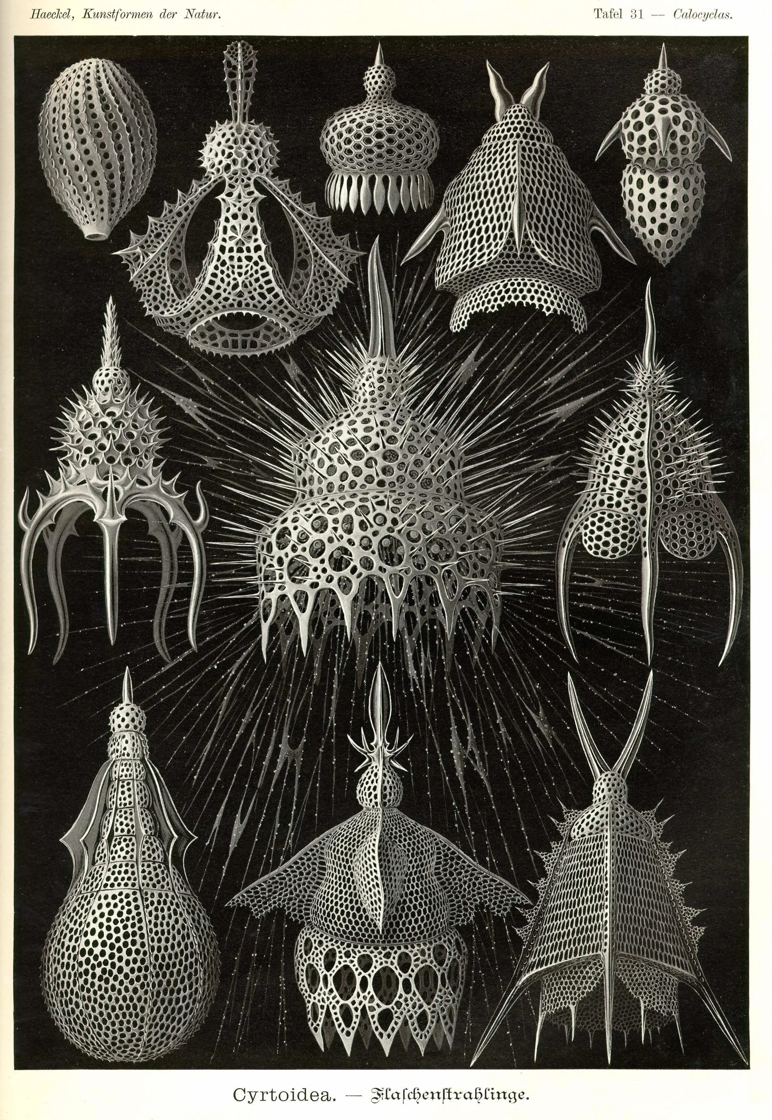 Haeckel_Kunstformen_Page_108.jpg