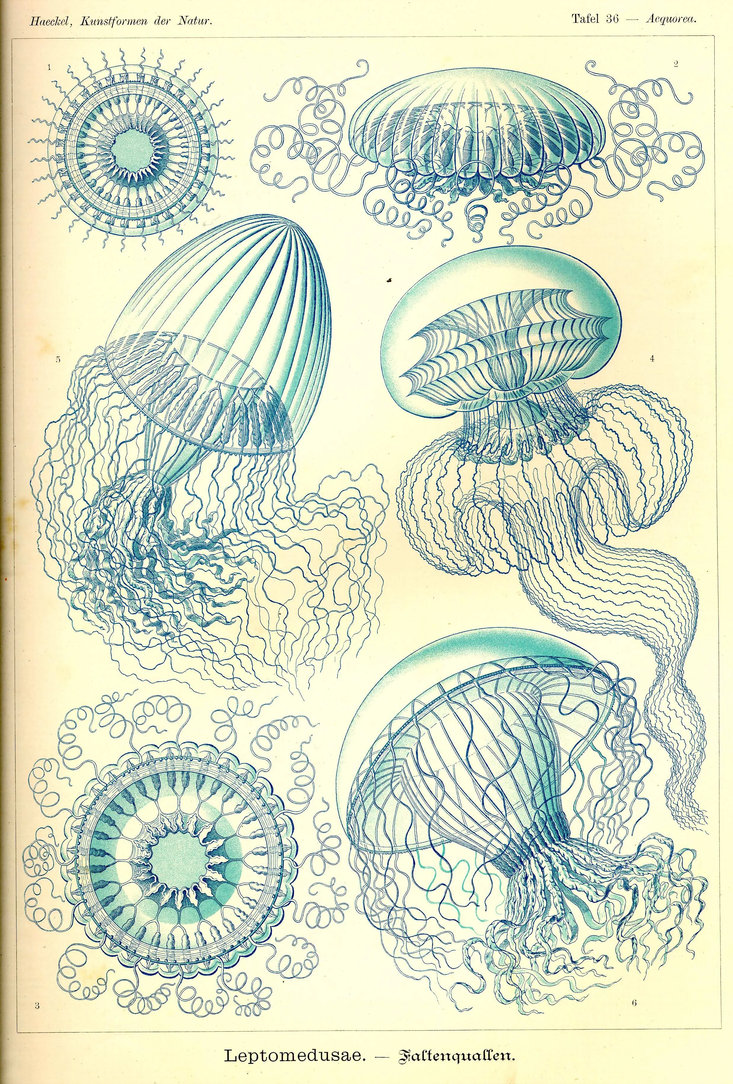 Haeckel_Kunstformen_Page_125.jpg