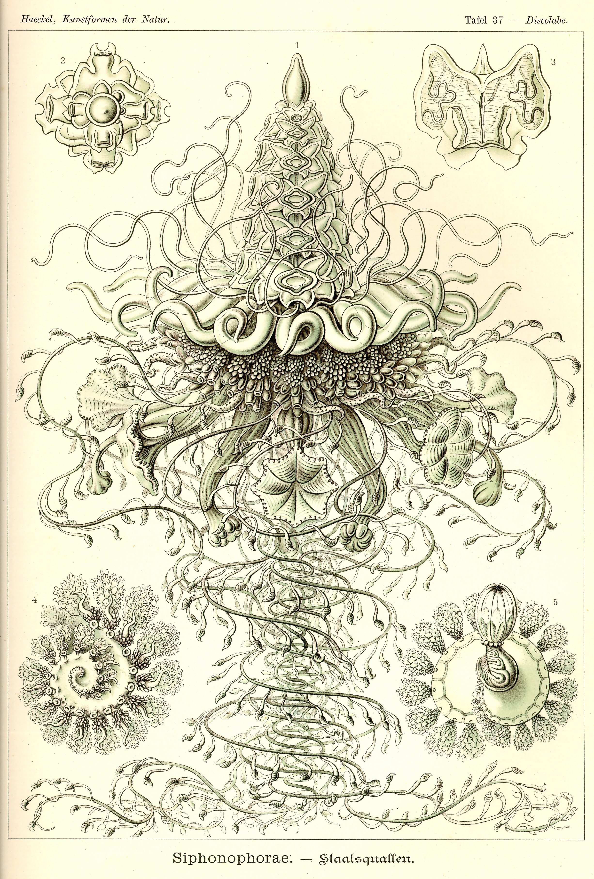 Haeckel_Kunstformen_Page_128.jpg