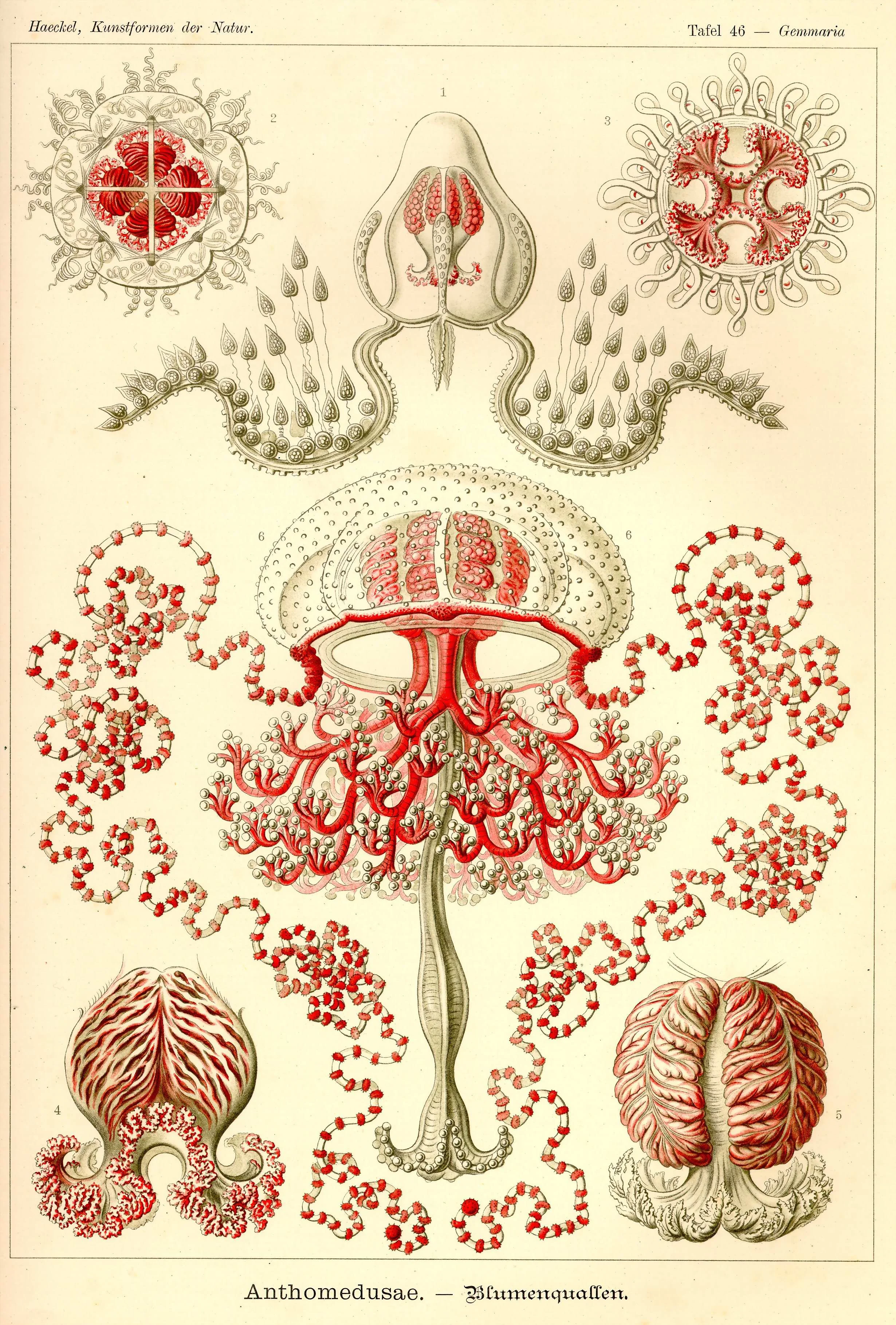 Haeckel_Kunstformen_Page_157.jpg