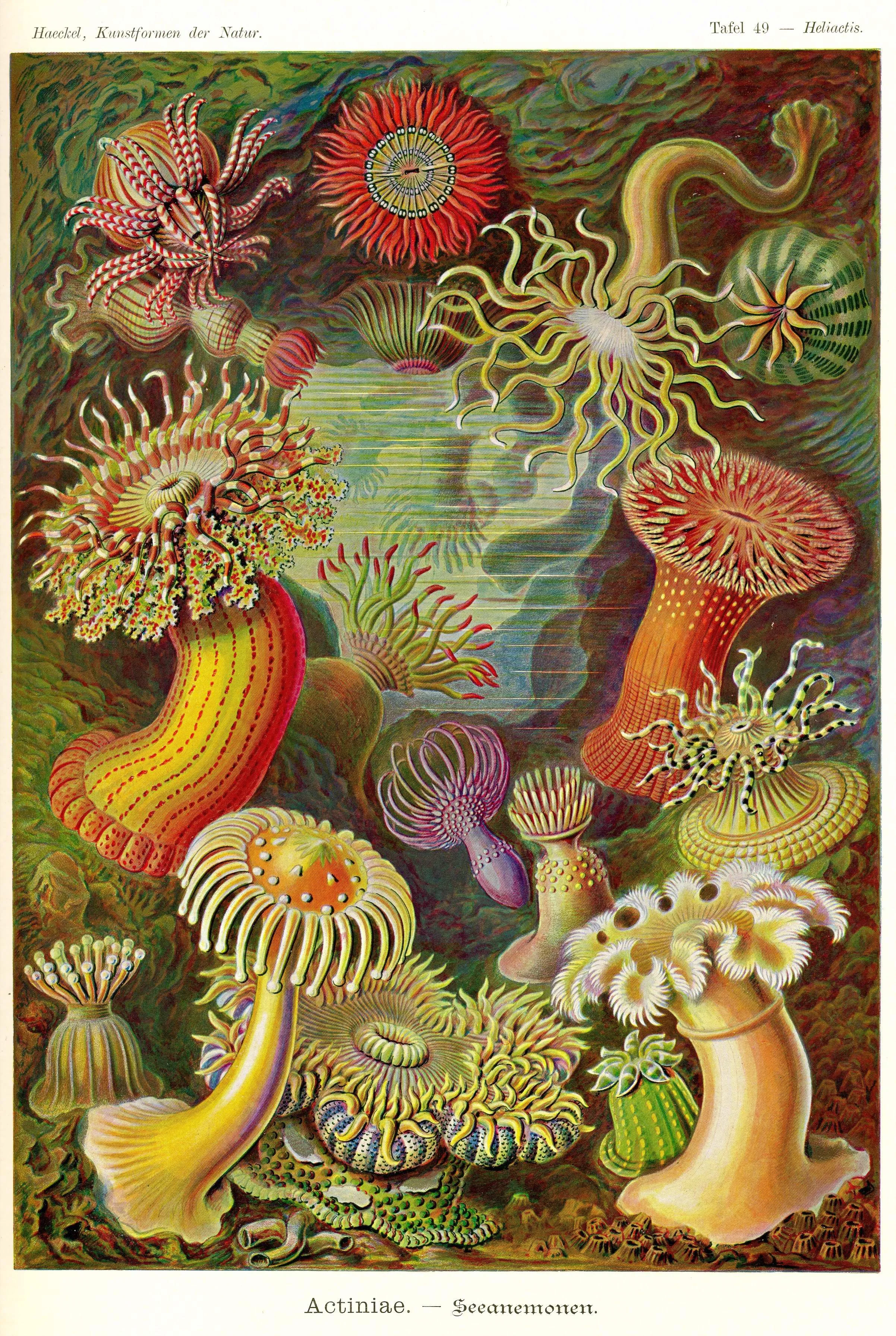 Haeckel_Kunstformen_Page_167.jpg