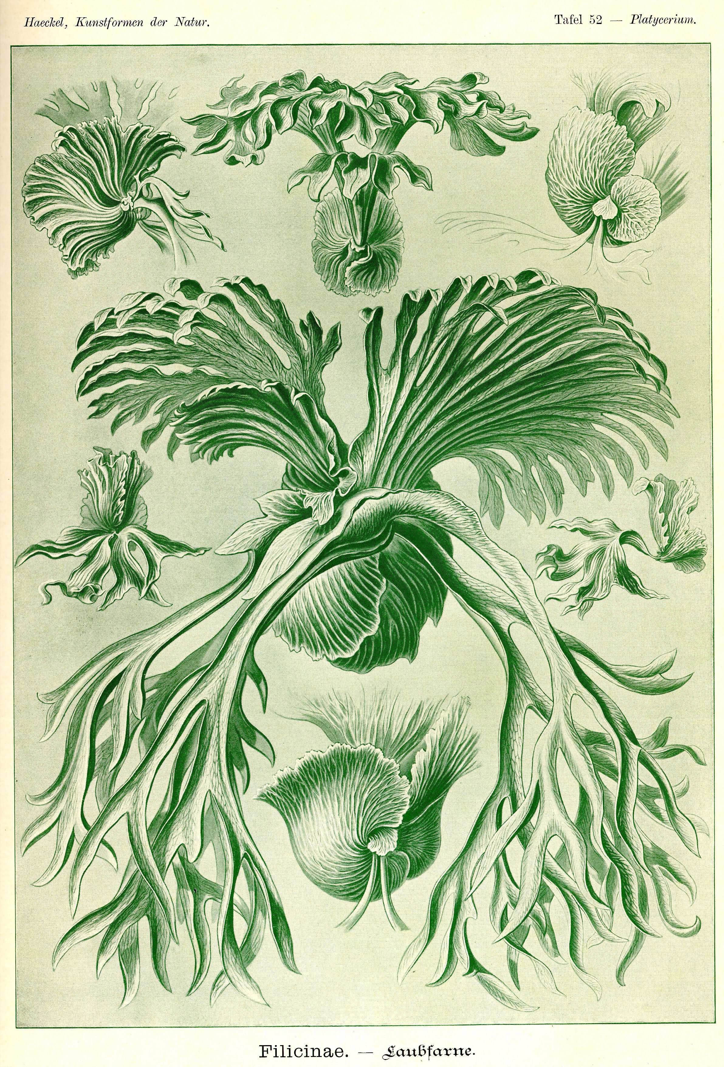 Haeckel_Kunstformen_Page_178.jpg