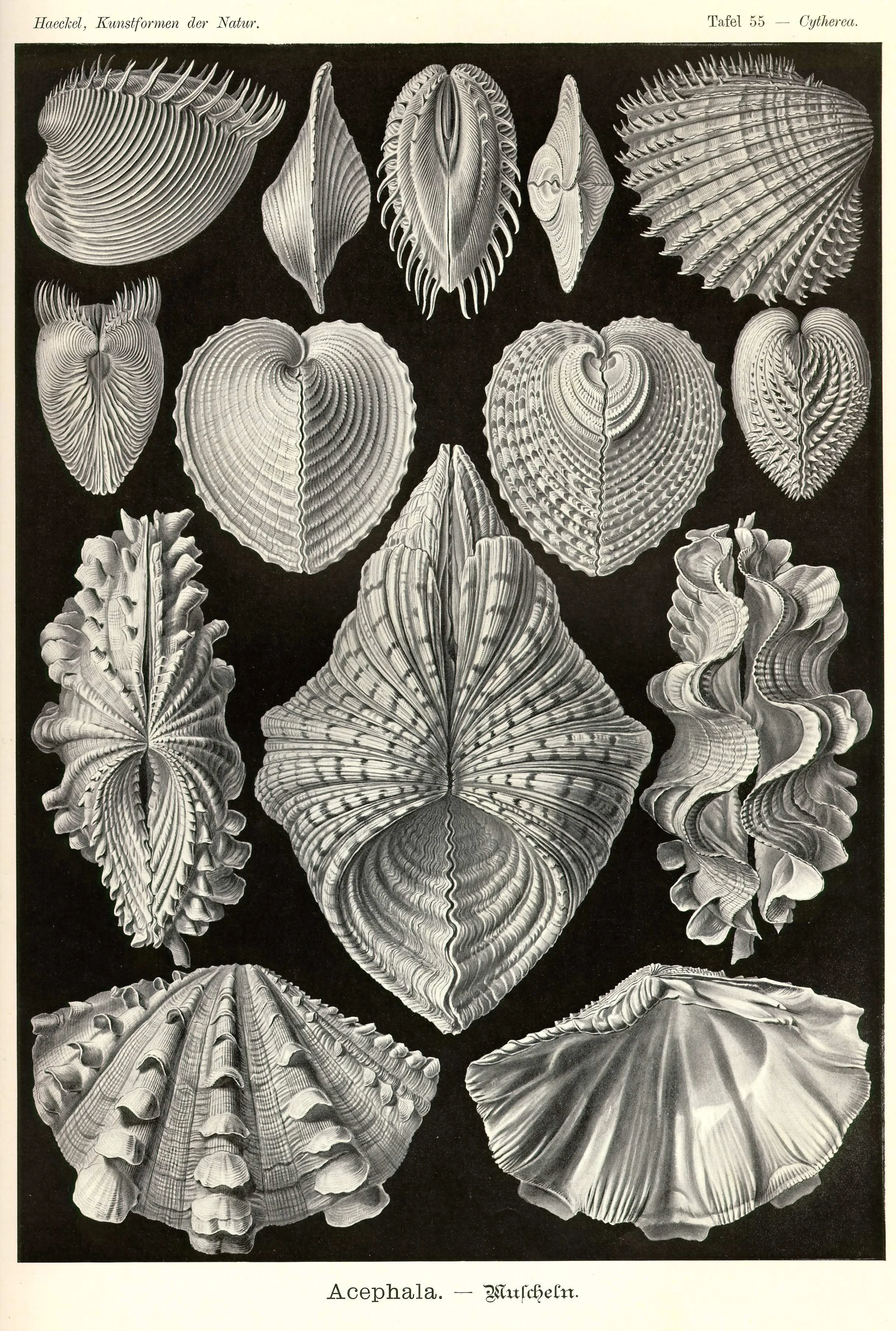 Haeckel_Kunstformen_Page_189.jpg