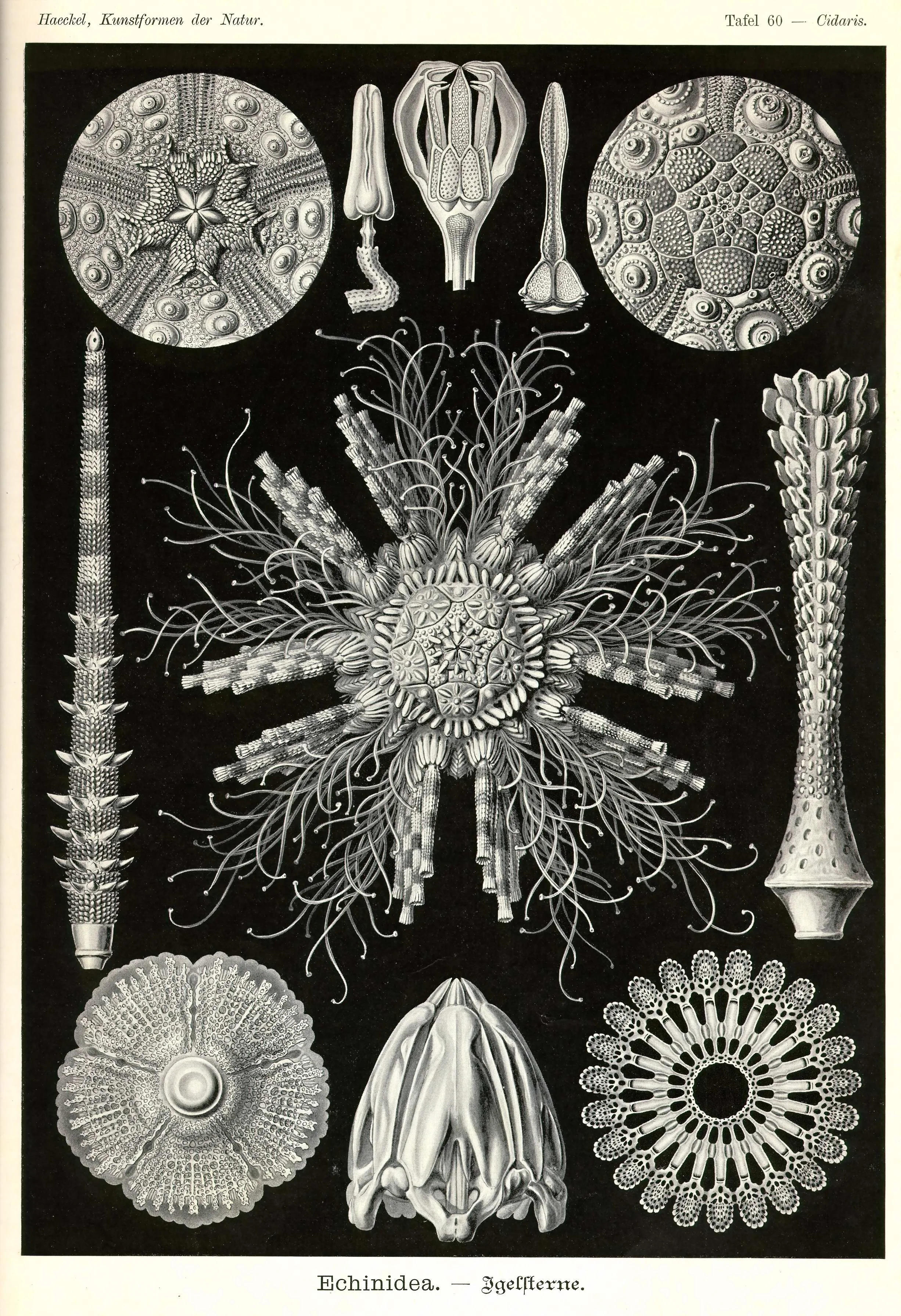 Haeckel_Kunstformen_Page_207.jpg