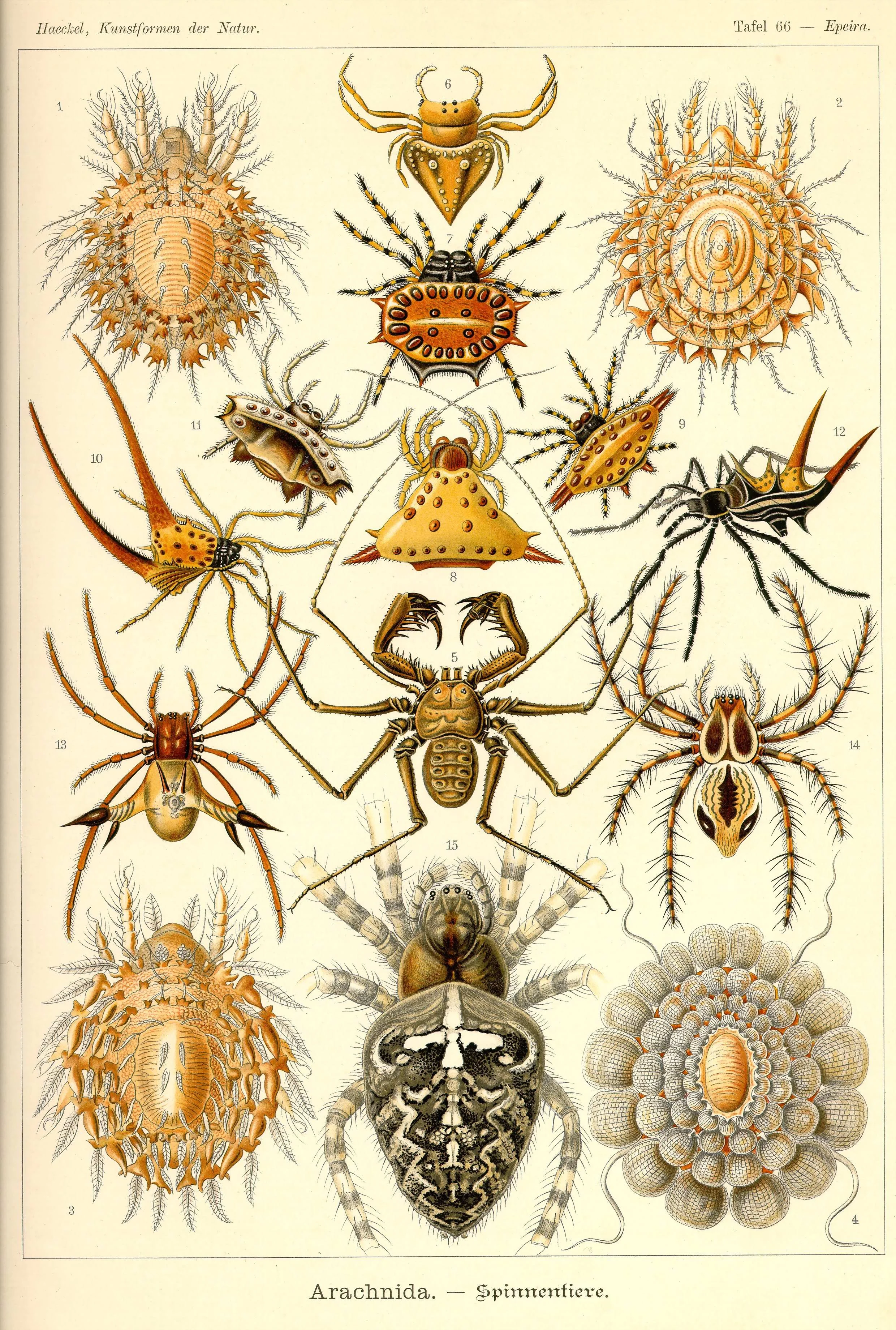 Haeckel_Kunstformen_Page_227.jpg