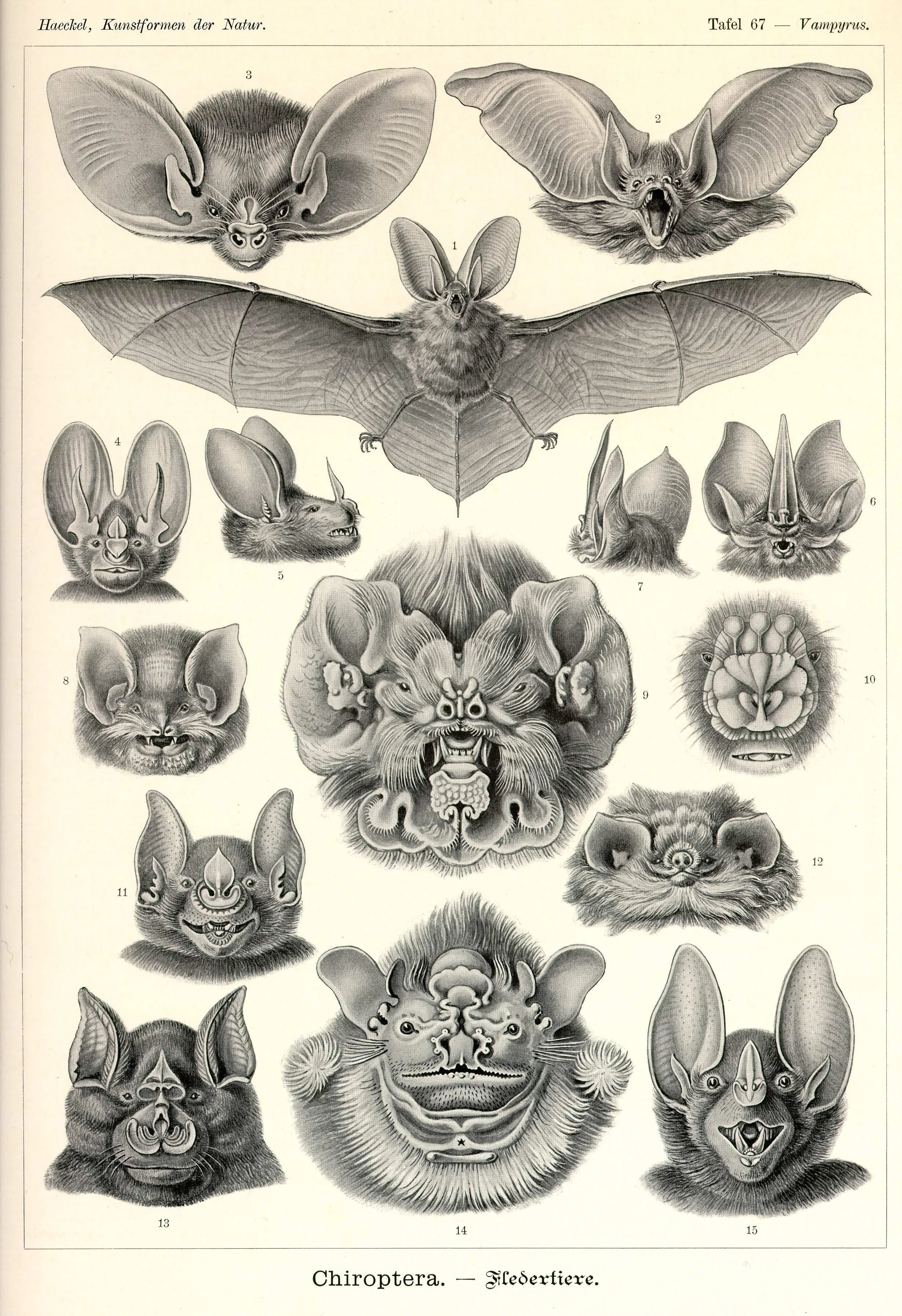 Haeckel_Kunstformen_Page_230.jpg
